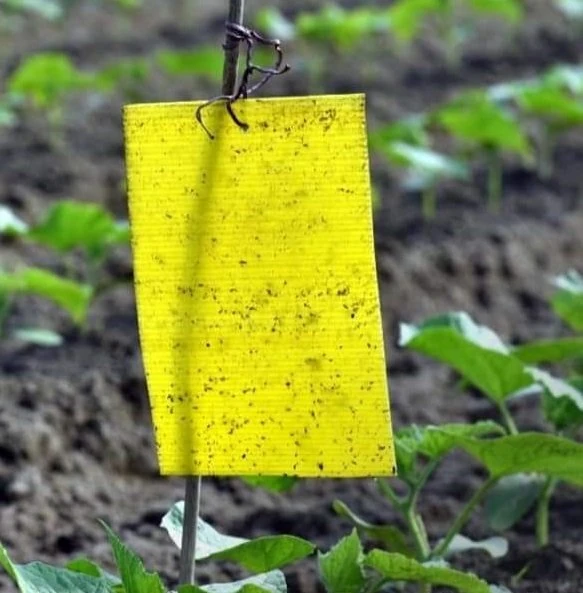 Bayer Sarı Yapışkan 10lu