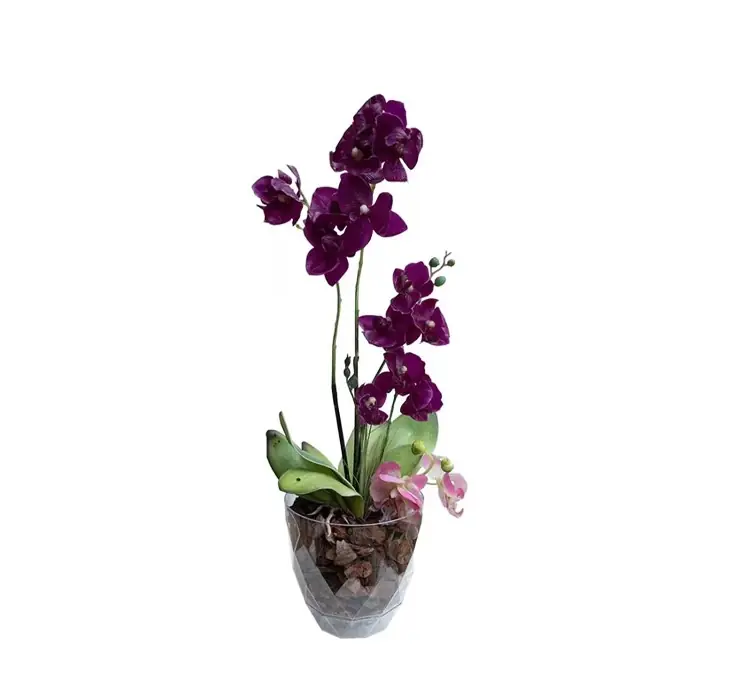 POTTED ORCHID RURAL 1.3L TRANSPARENT
