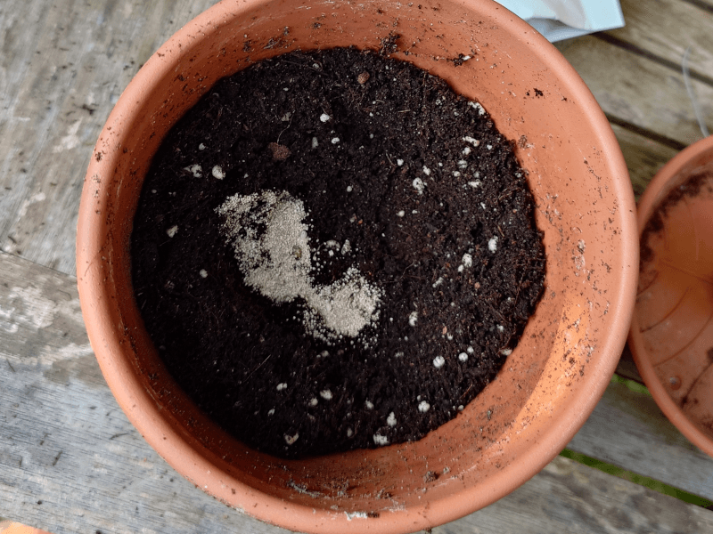 Bedecke den Soil Starter mit ein bisschen Erde. Danach kommt Root Magic dazu. Sollte in ein Beet gepflanzt werden, ist Magic Mykos zu empfehlen. Durch die frühe kolonisierung, brauchst du nur wenig Root Magic / Magic Mykos