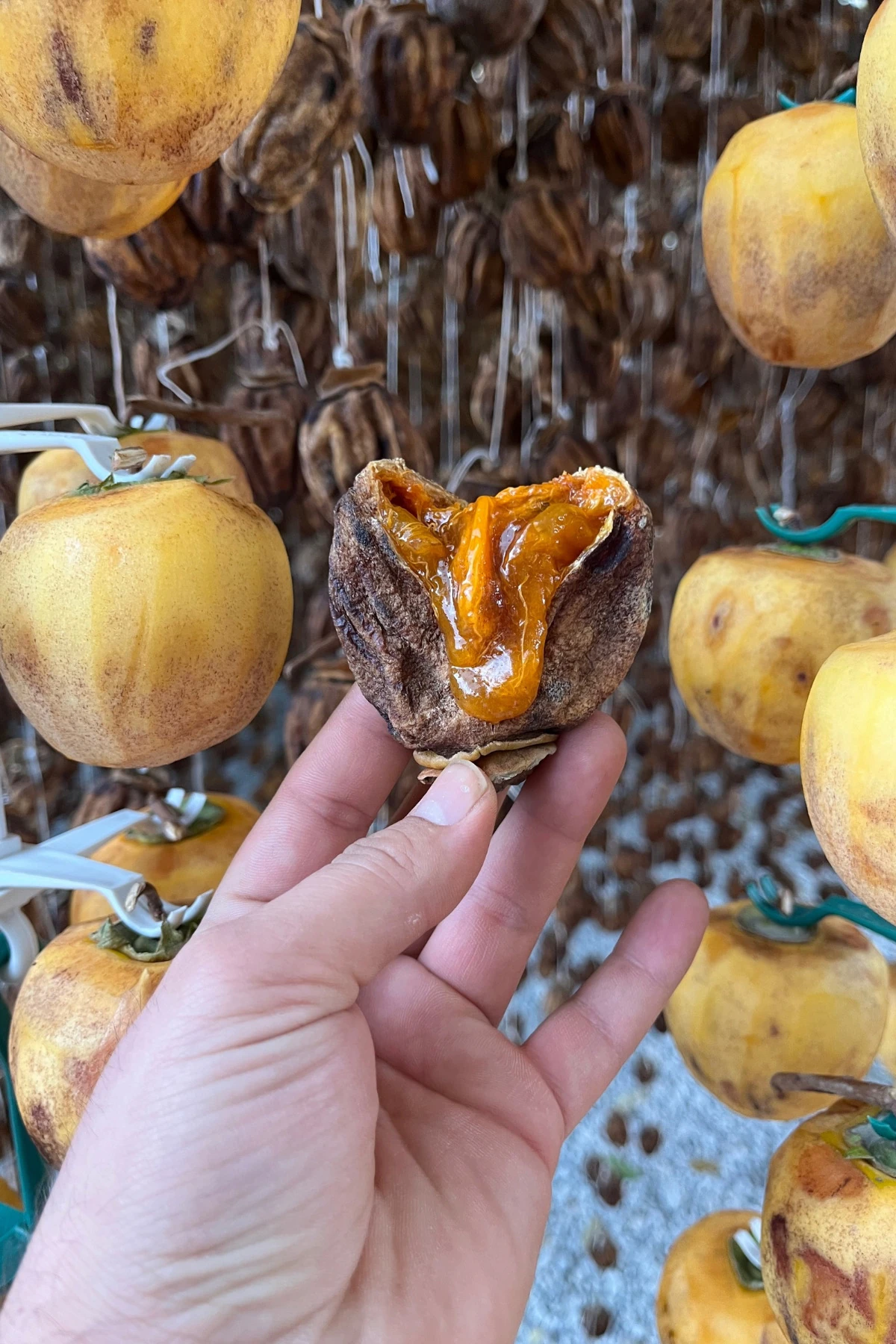 Cennet hurması orta boy 