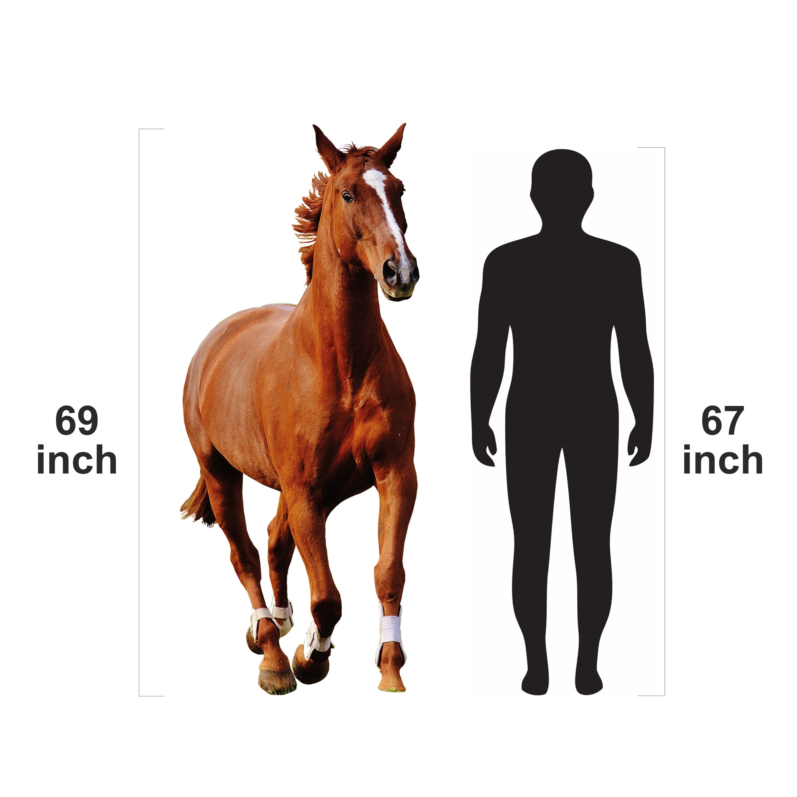 Horse Lifesize Cardboard Cutout Standee Horse Figure Animal