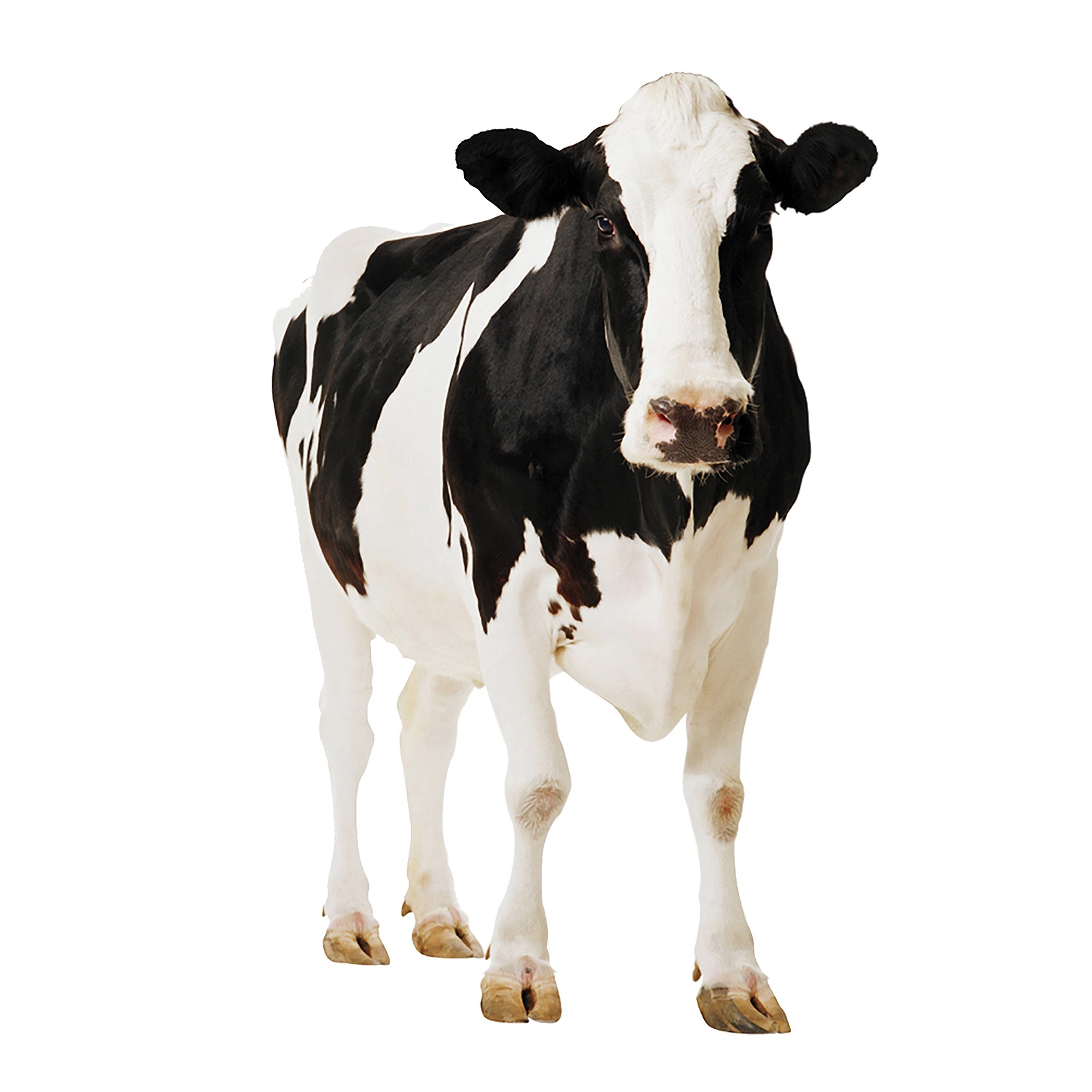 Full Size Cow Prank Mockup Animal Model Black and White