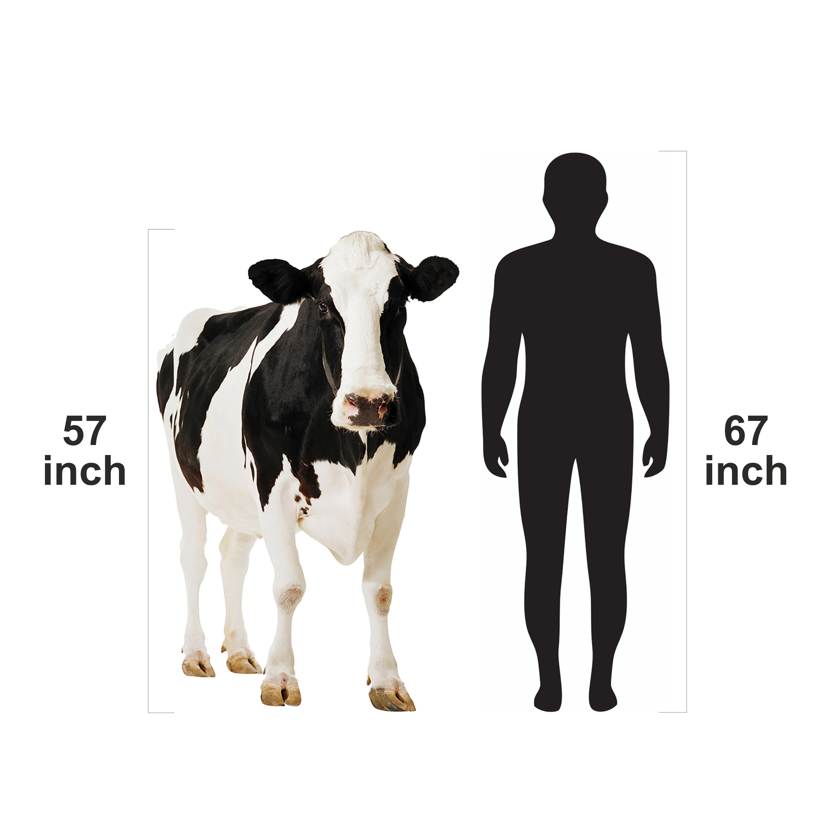 Full Size Cow Prank Mockup Animal Model Black and White