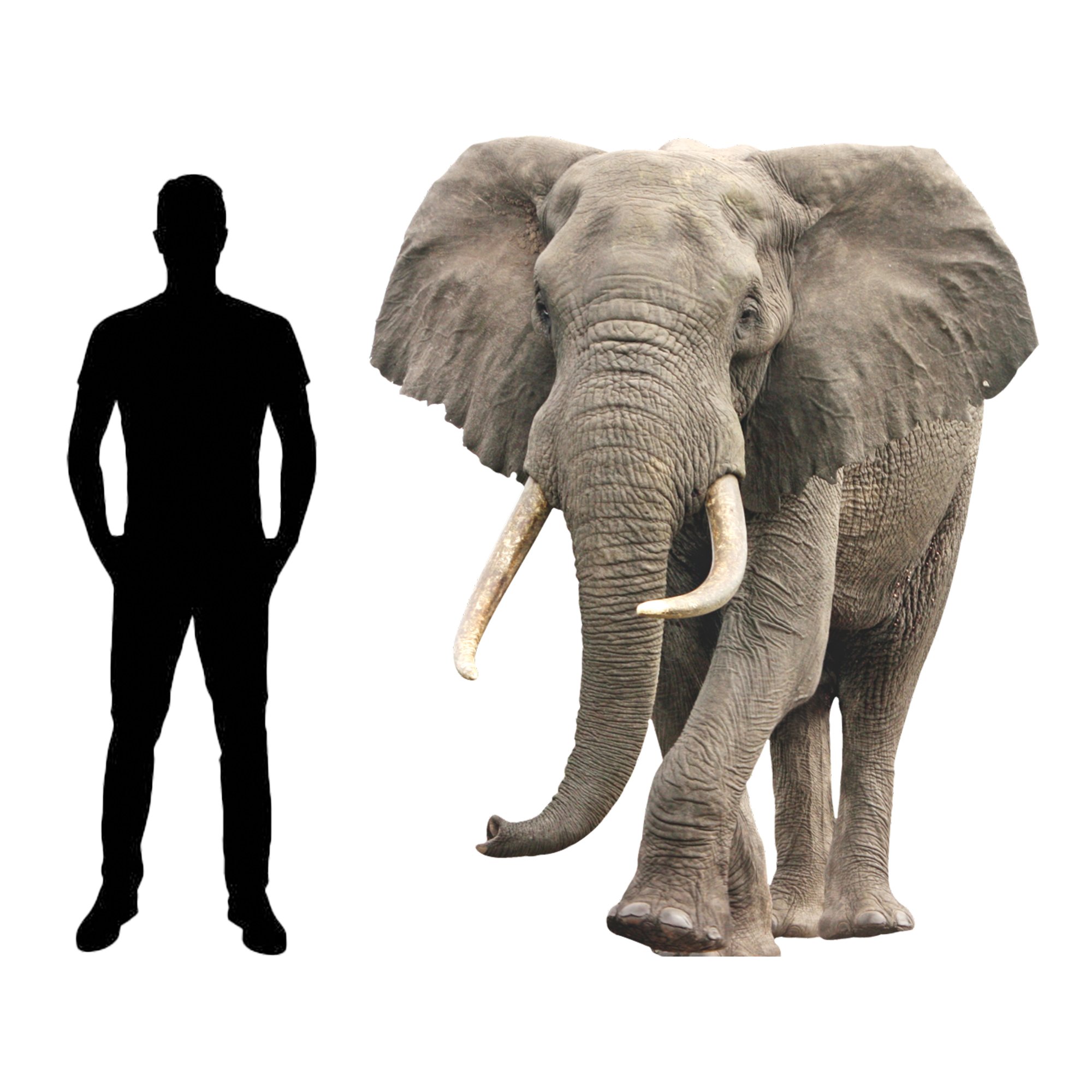 Elephant Animal Life Size Cardboard Cutout Stand