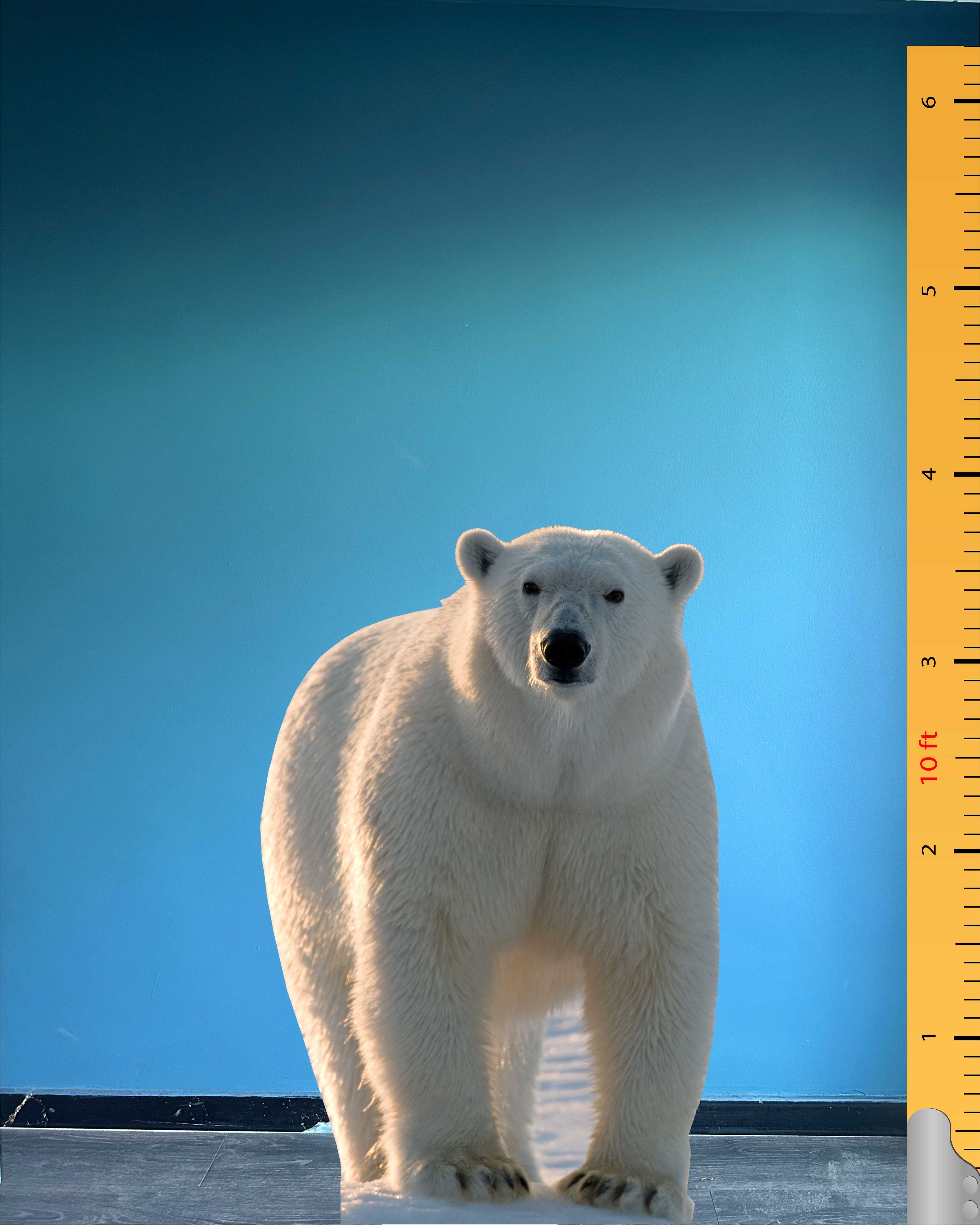 Polar Bear Cardboard Cutout Model Animal Standee Plastic Figure