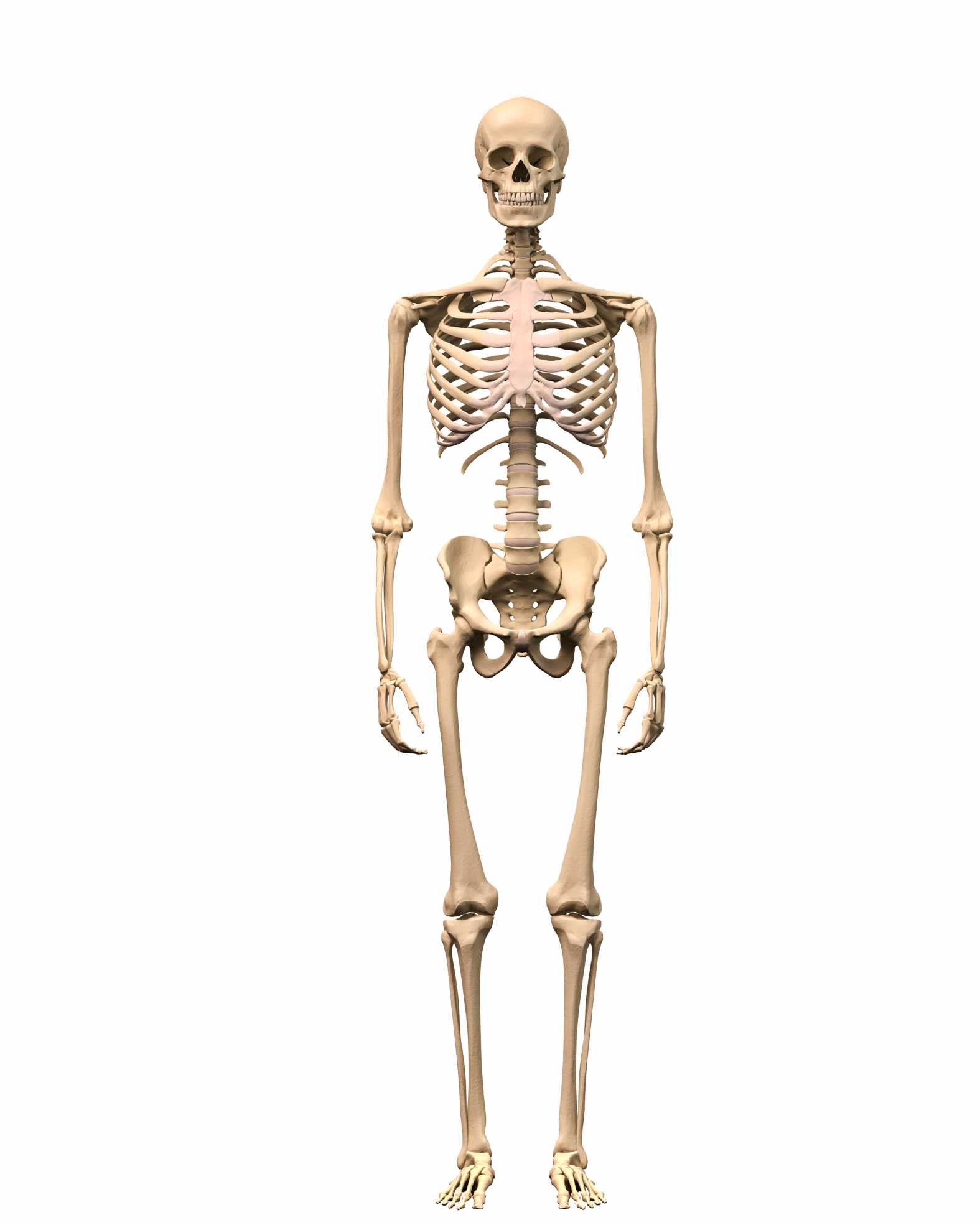 Skeleton Cut Out Figure Mockup Model Real Size Human Skeleton