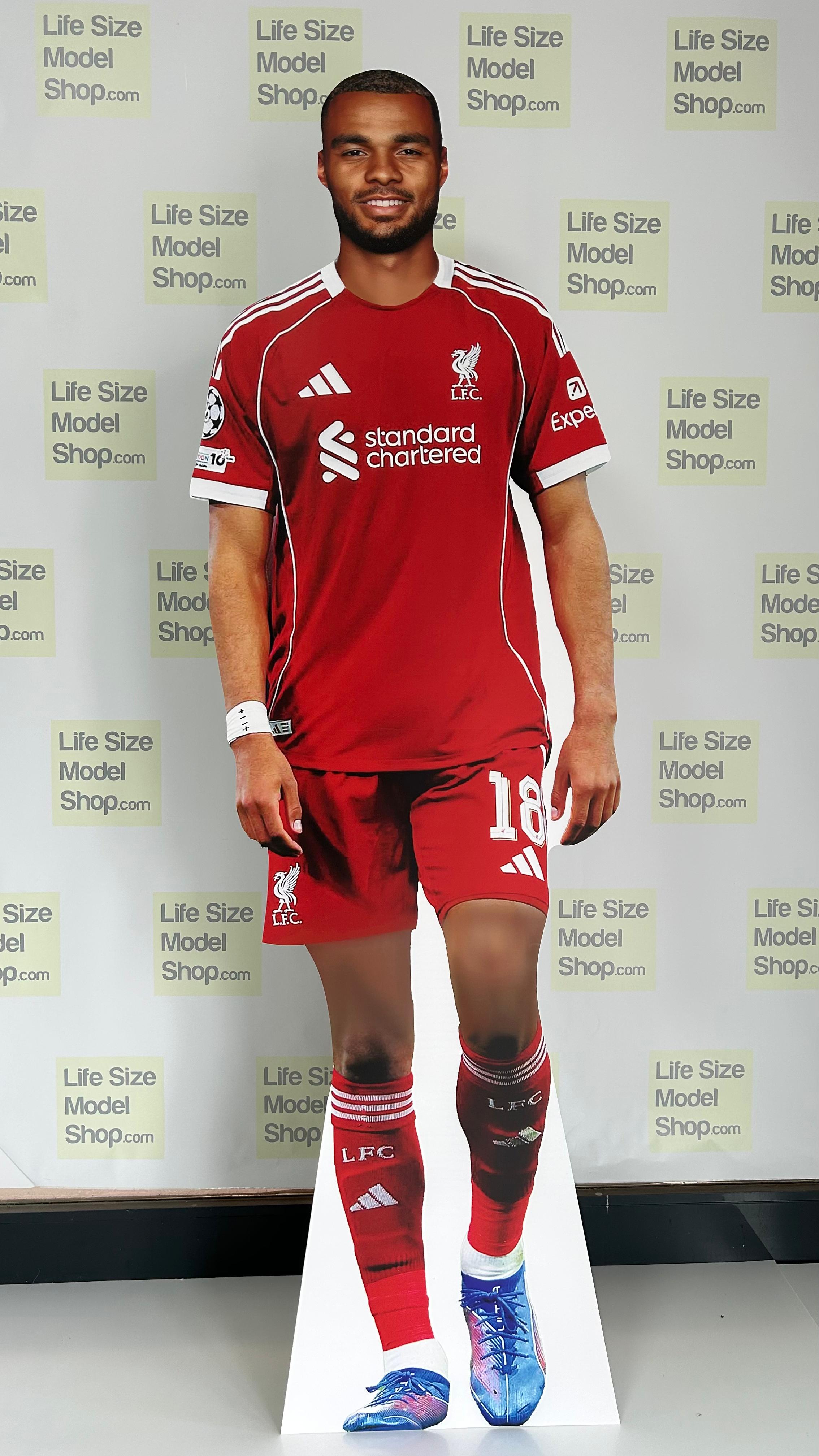 🔴 Cody Gakpo Liverpool FC Life-Size Cardboard Figure - Standee Model