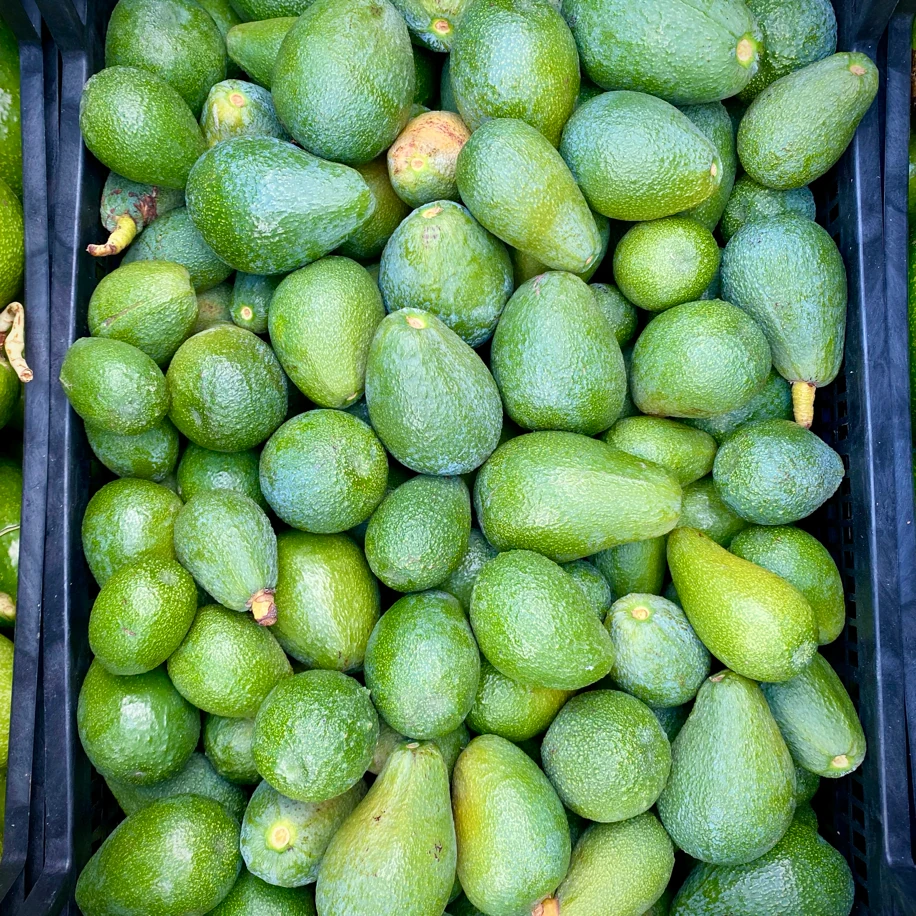 1 Kg AVOKADO
