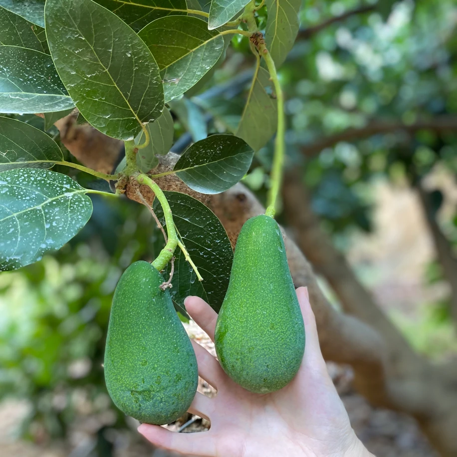 1 Adet AVOKADO (İri Boy)