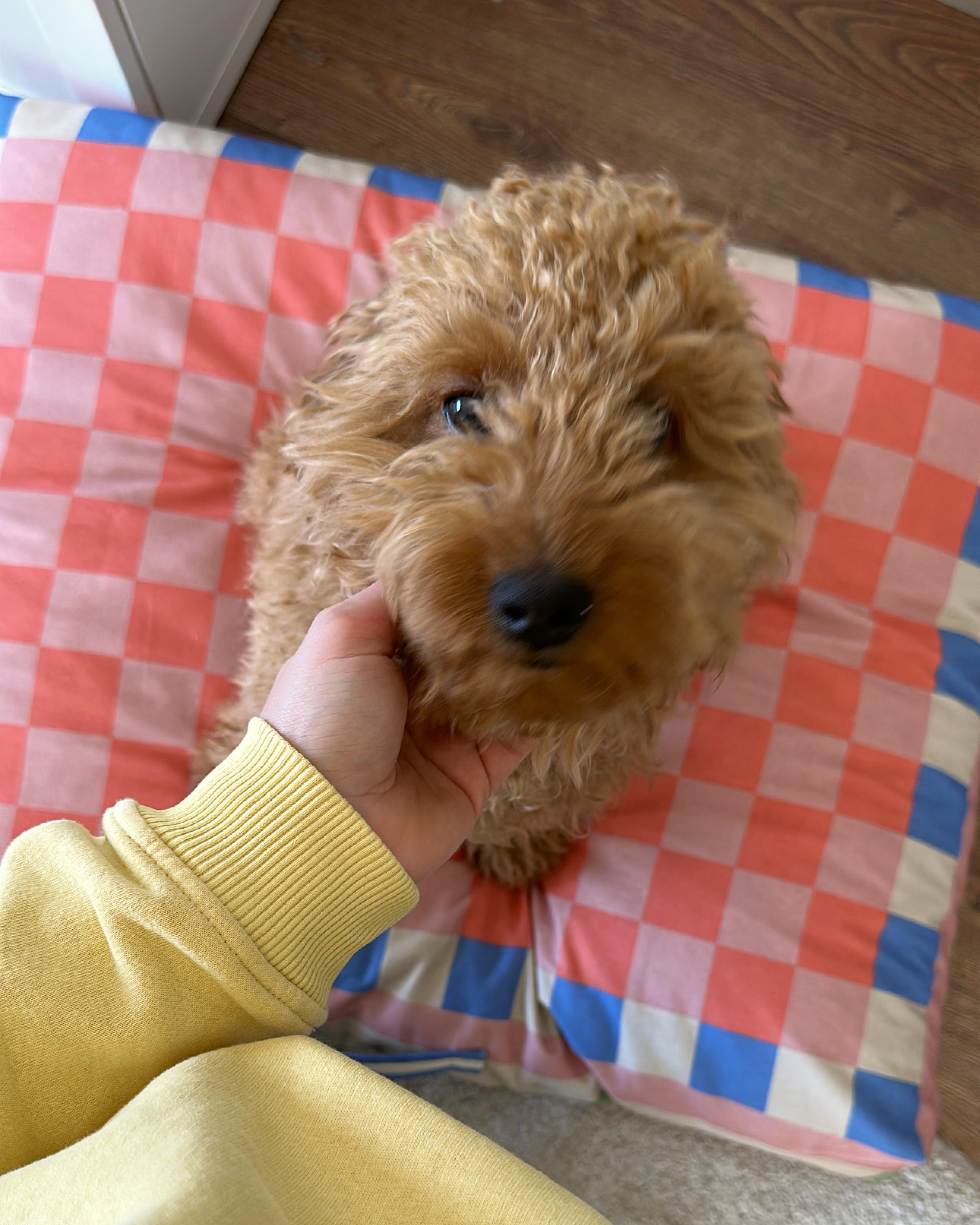 Chessly Minder Kedi ve Köpek Yatağı