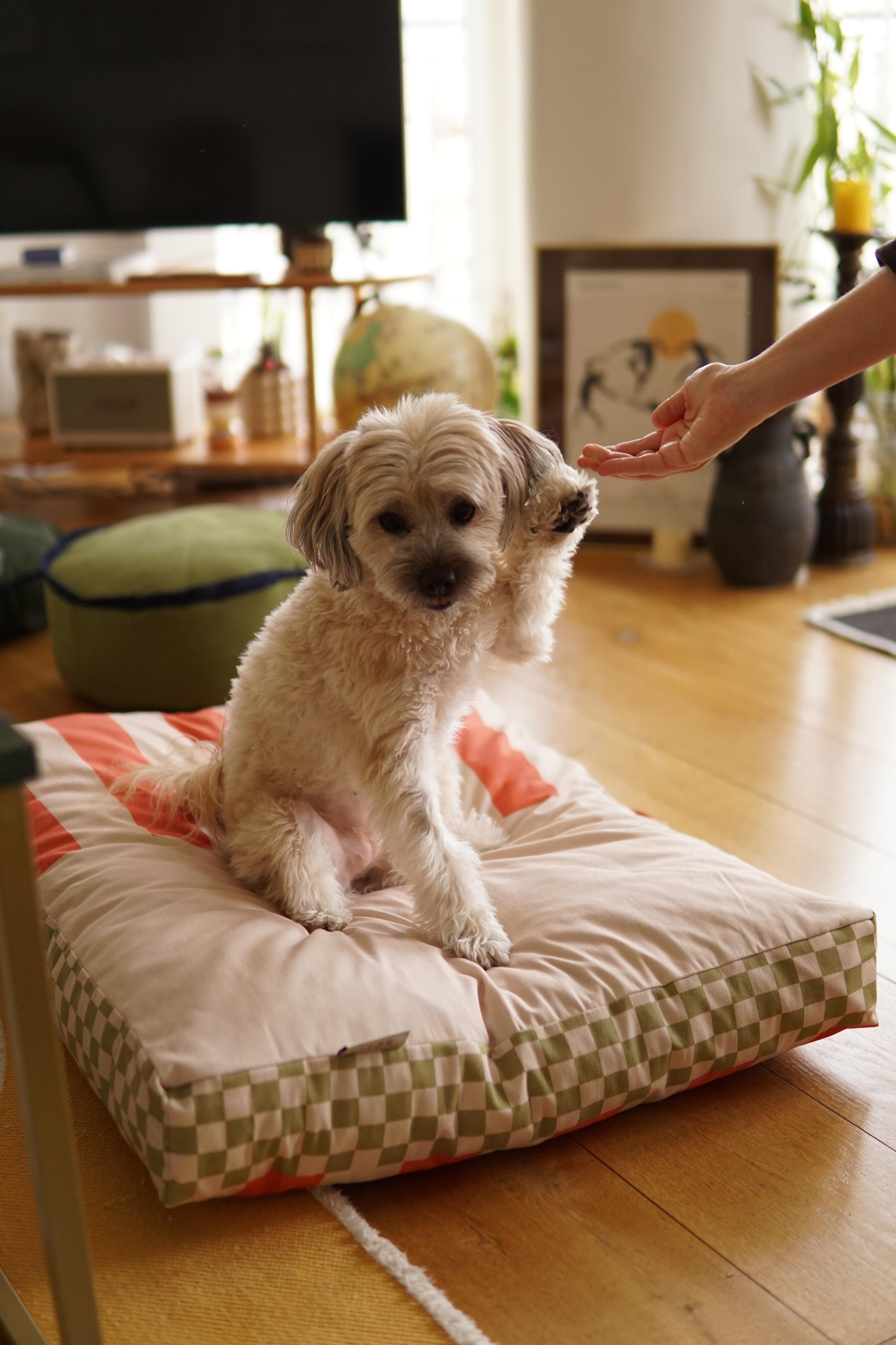 Crossly Minder Kedi ve Köpek Yatağı