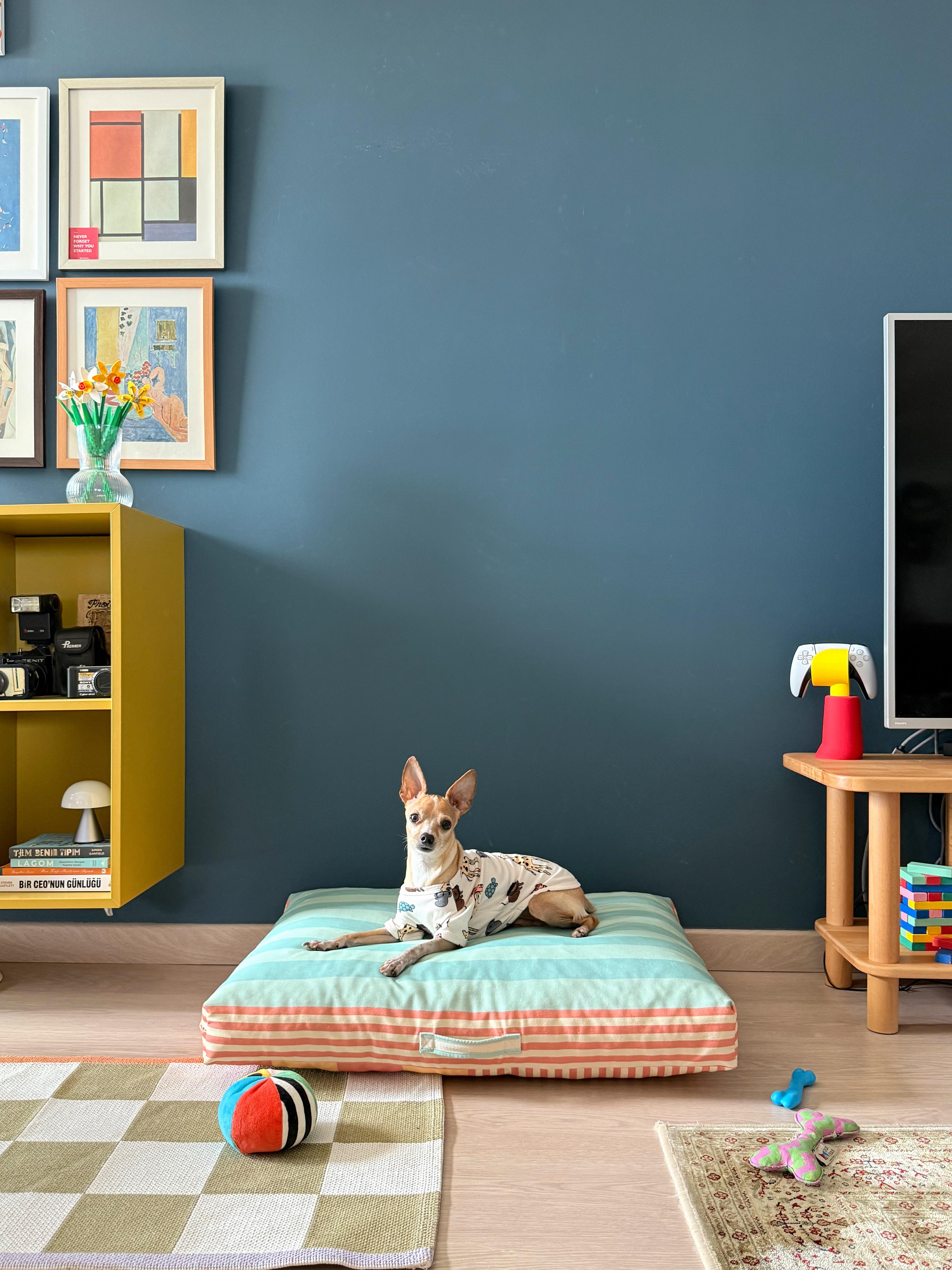 Saltly Minder Kedi ve Köpek Yatağı