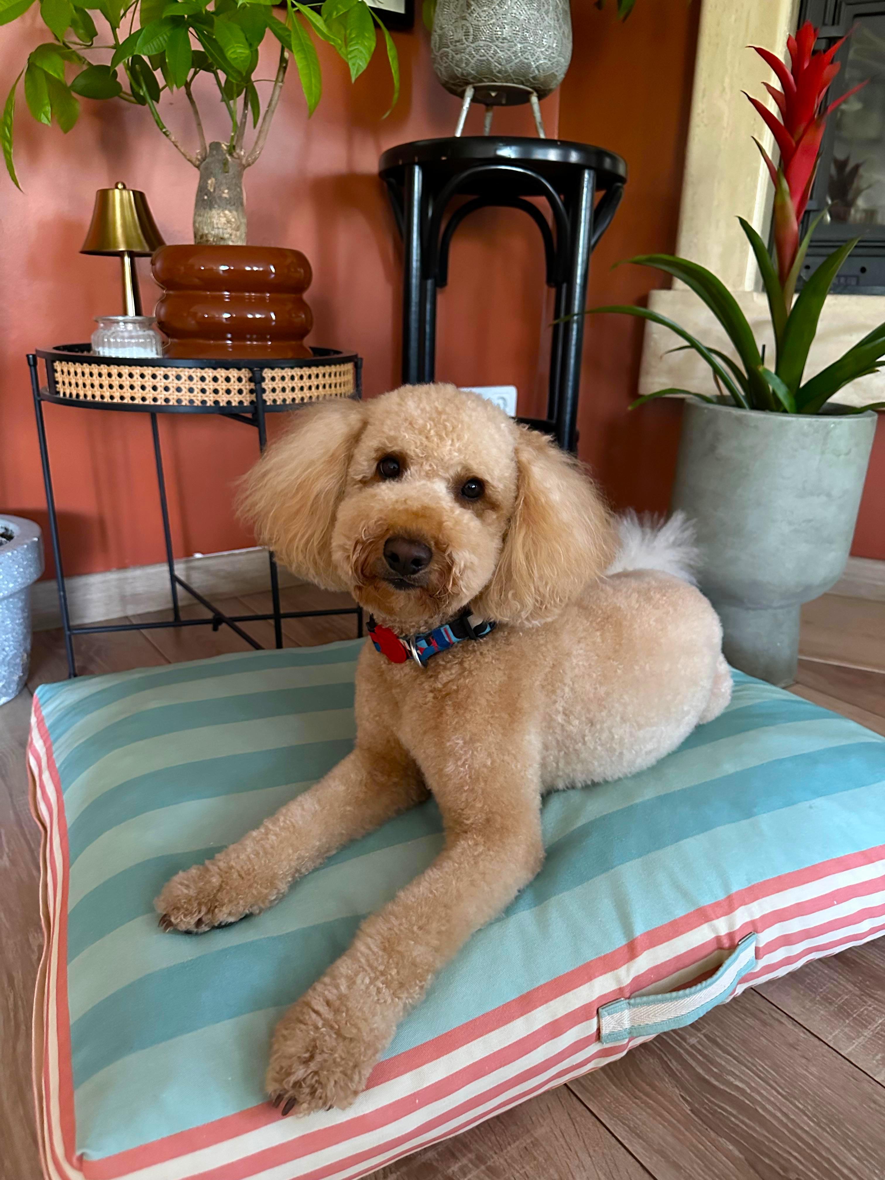 Saltly Minder Kedi ve Köpek Yatağı