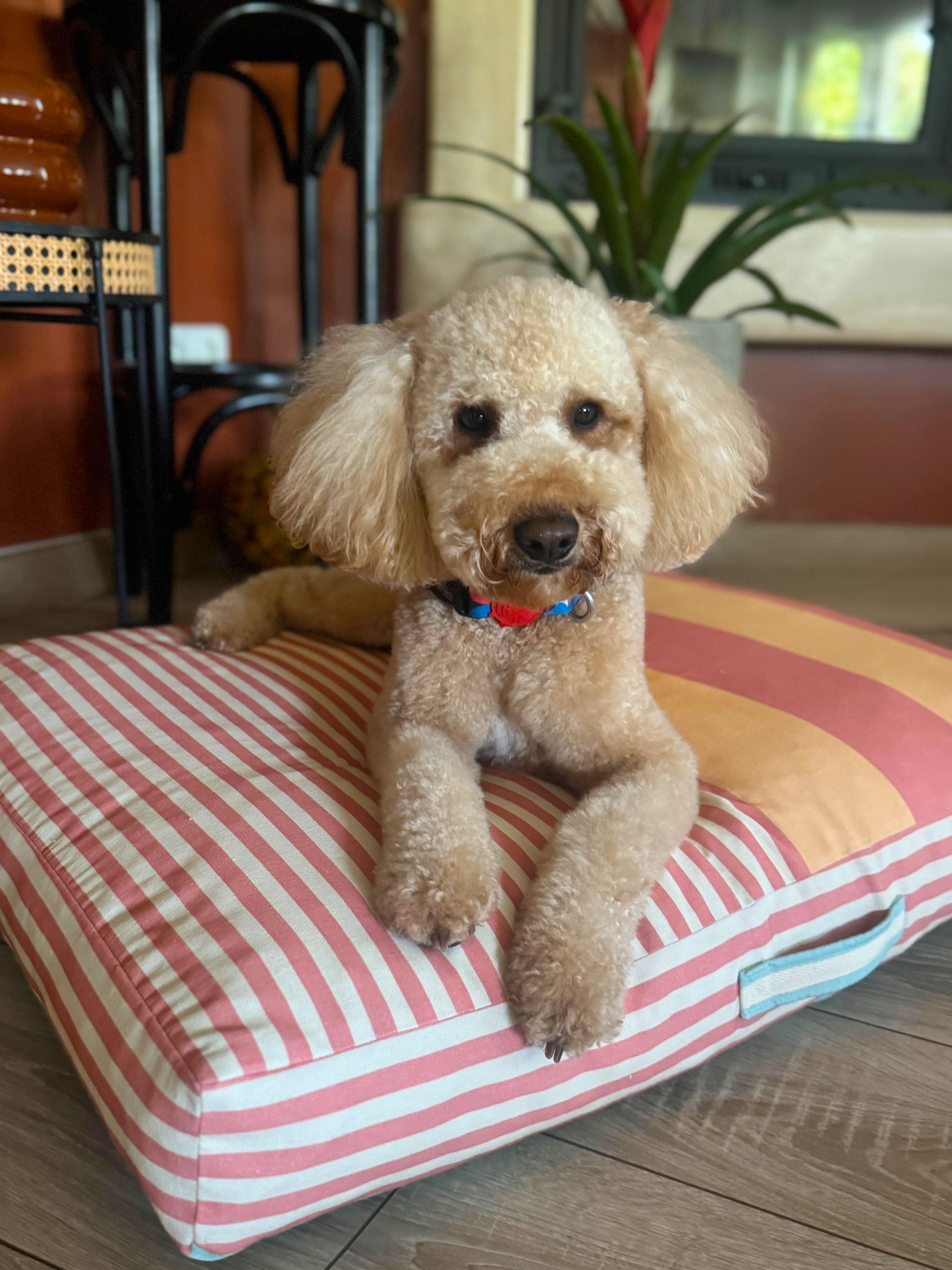 Saltly Minder Kedi ve Köpek Yatağı