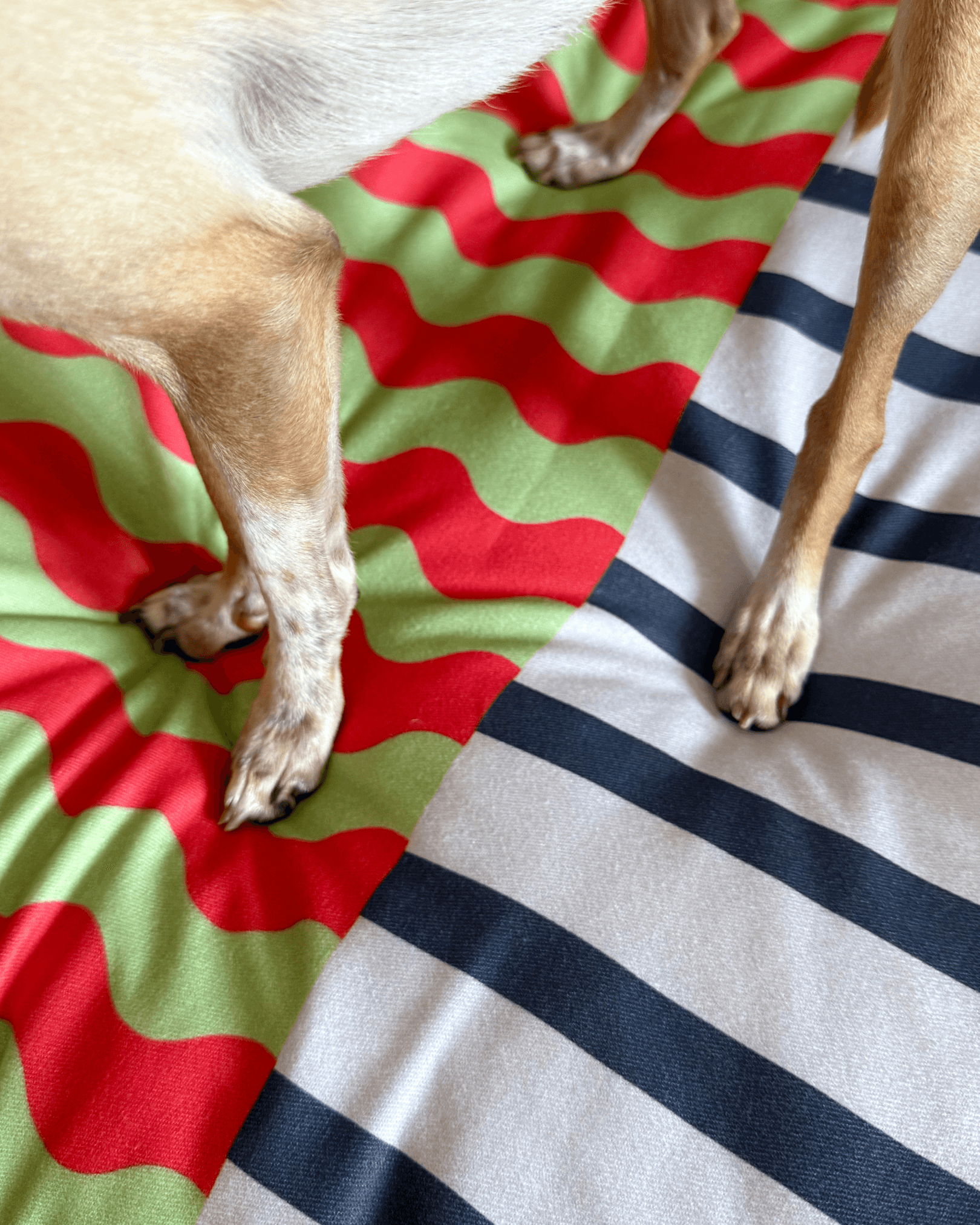 Journy Minder Kedi ve Köpek Yatağı