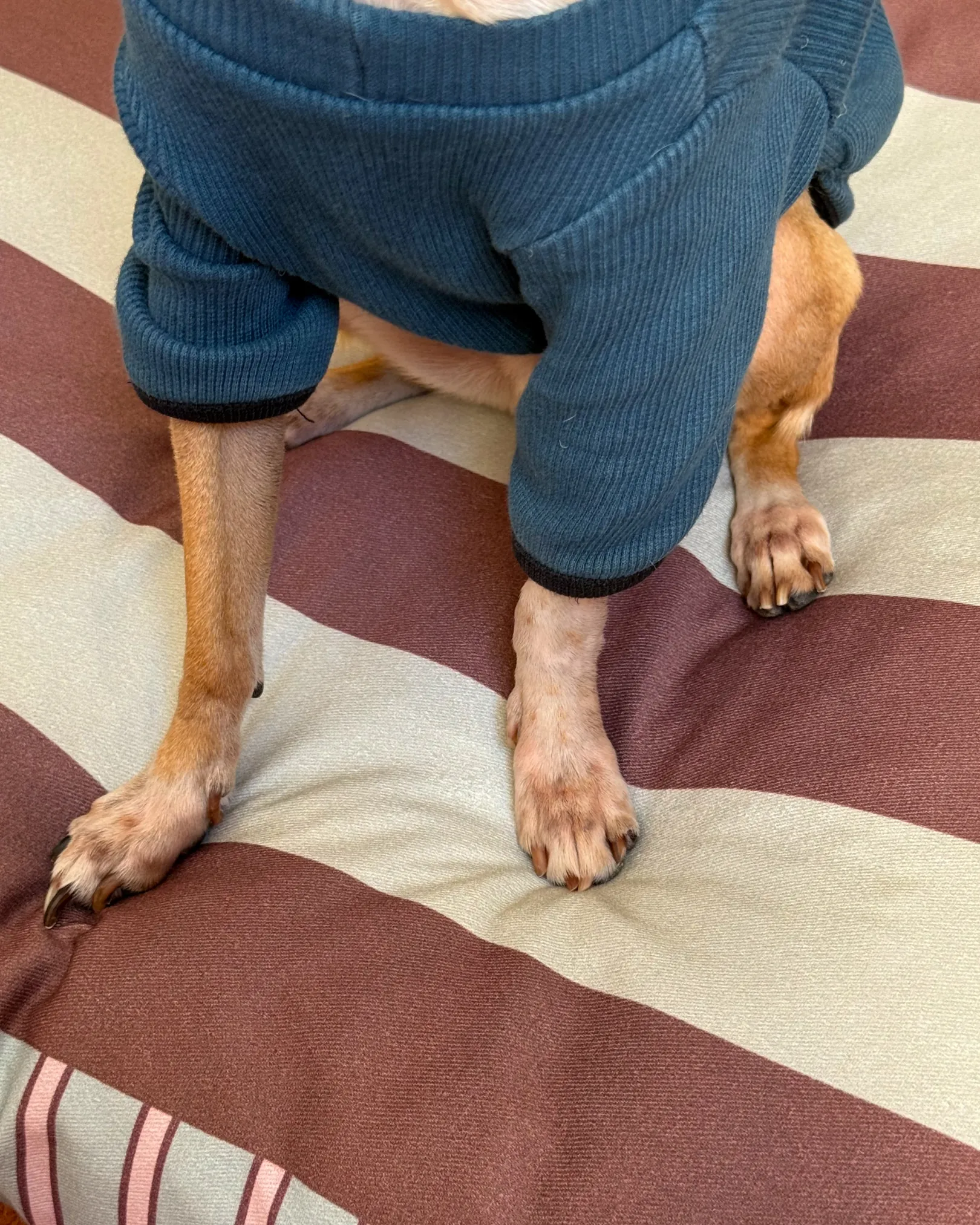 Haveny Minder Kedi ve Köpek Yatağı