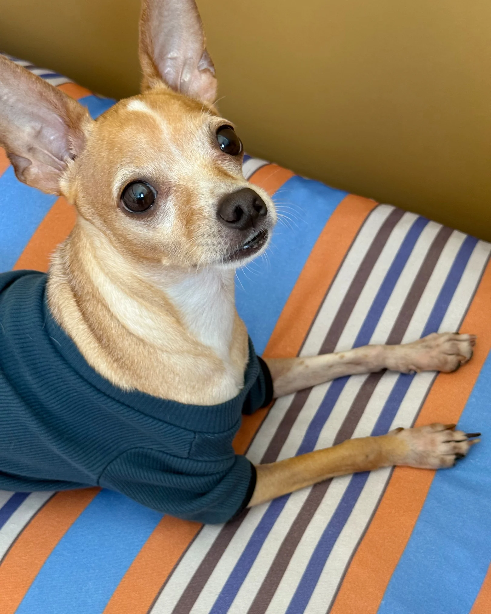 Aurely Minder Kedi ve Köpek Yatağı