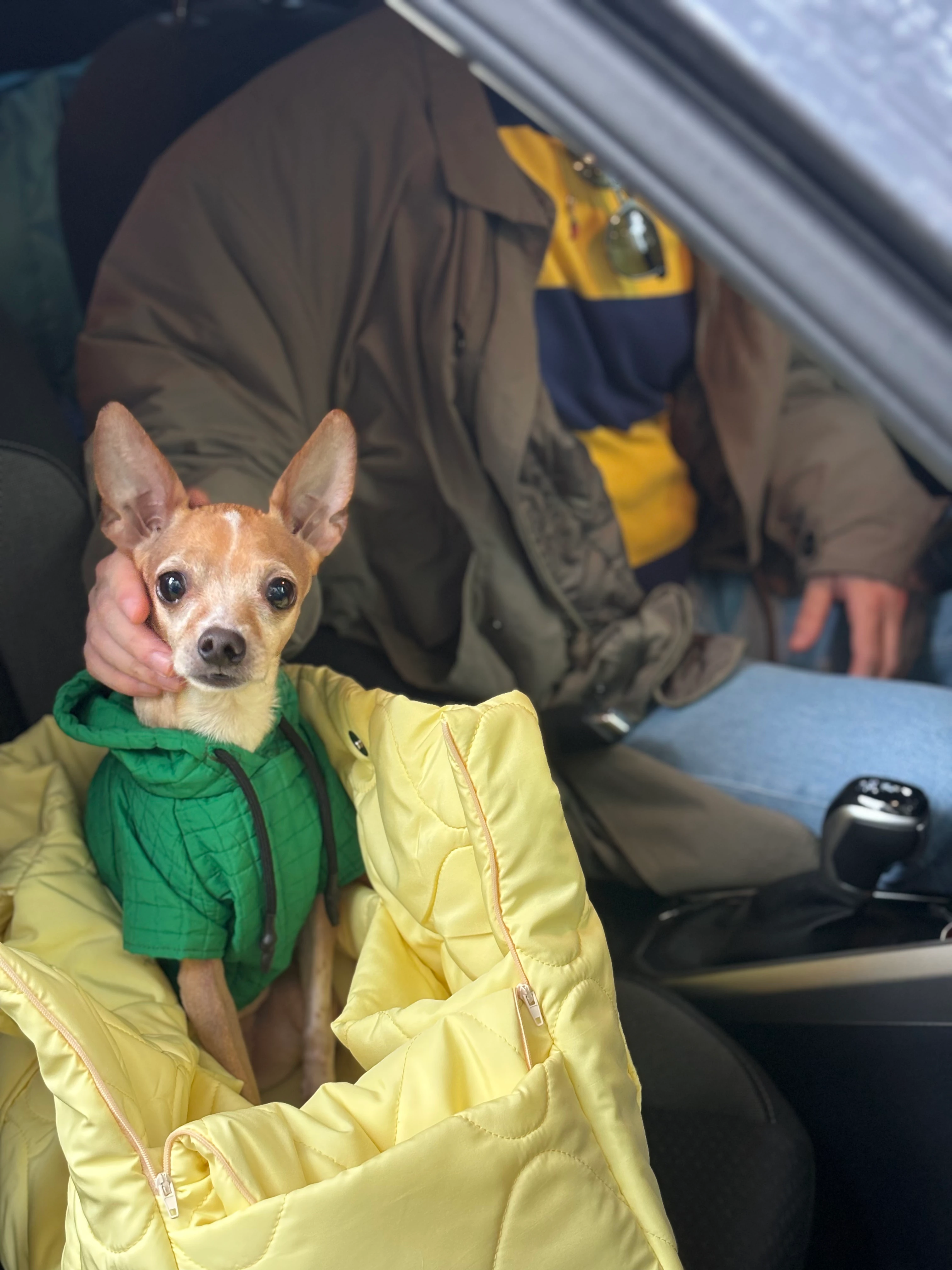 Juno Butter Yellow Kedi ve Köpek Taşıma Çantası