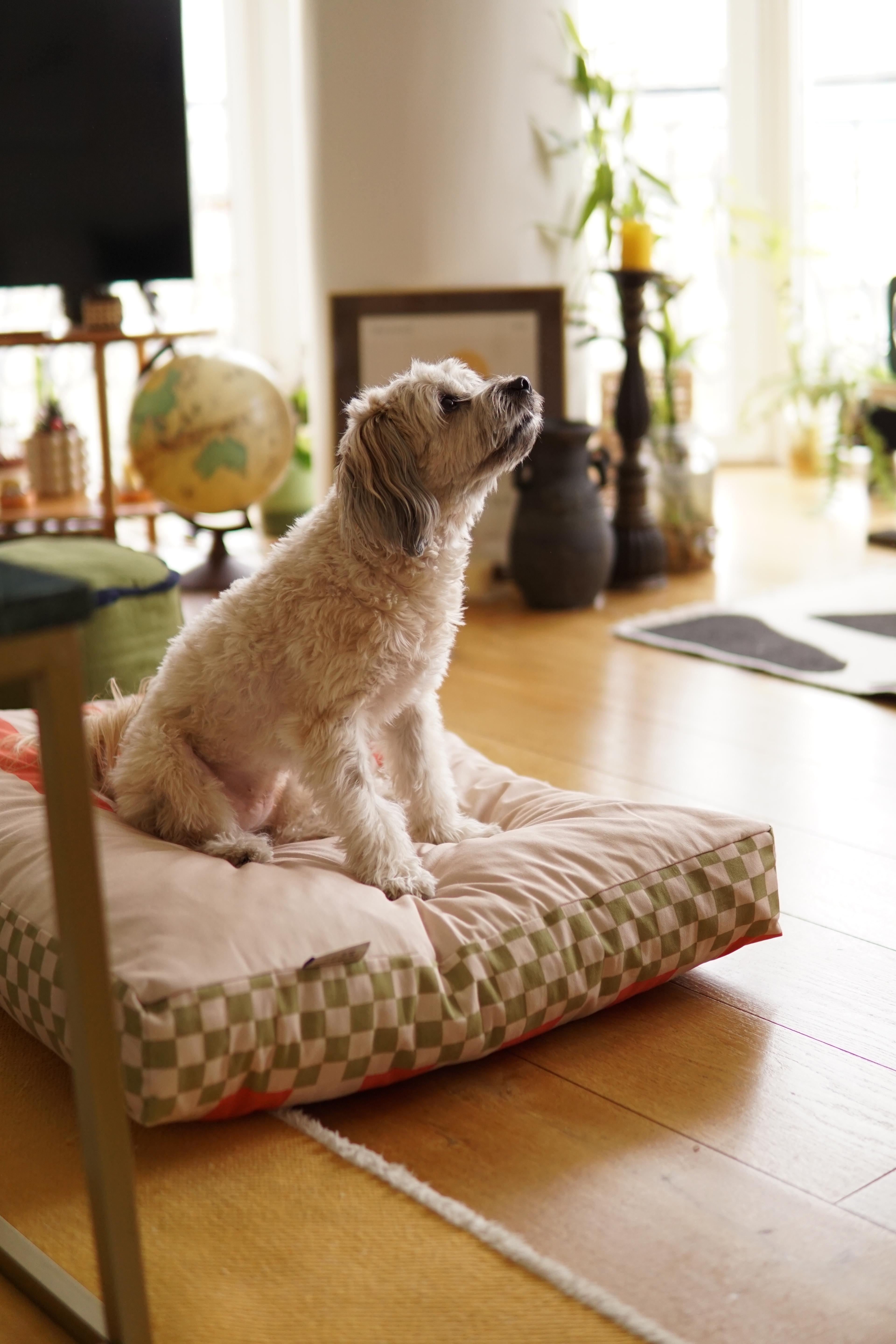 Crossly Minder Kedi ve Köpek Yatağı