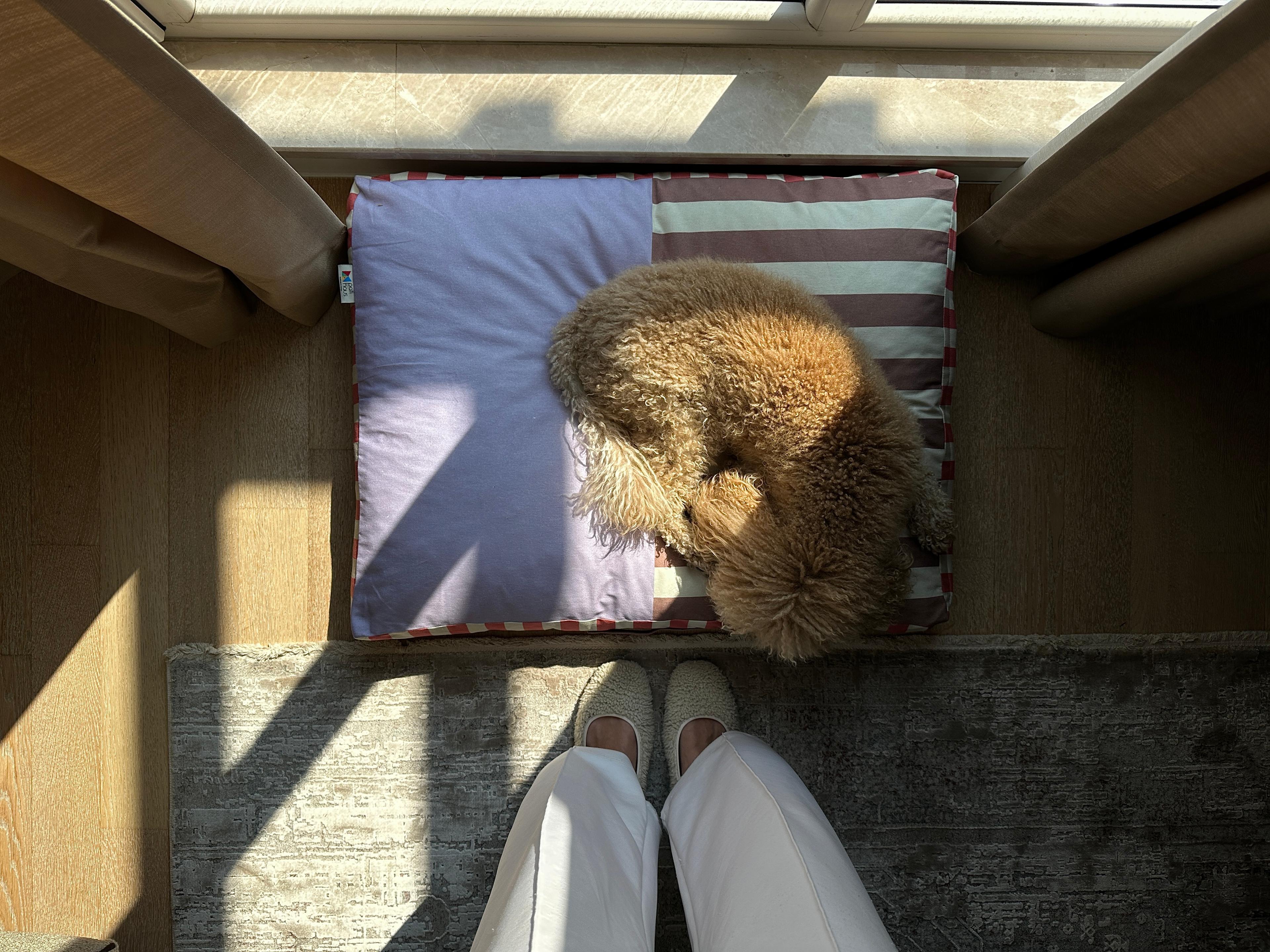 Ziggy Minder Kedi ve Köpek Yatağı