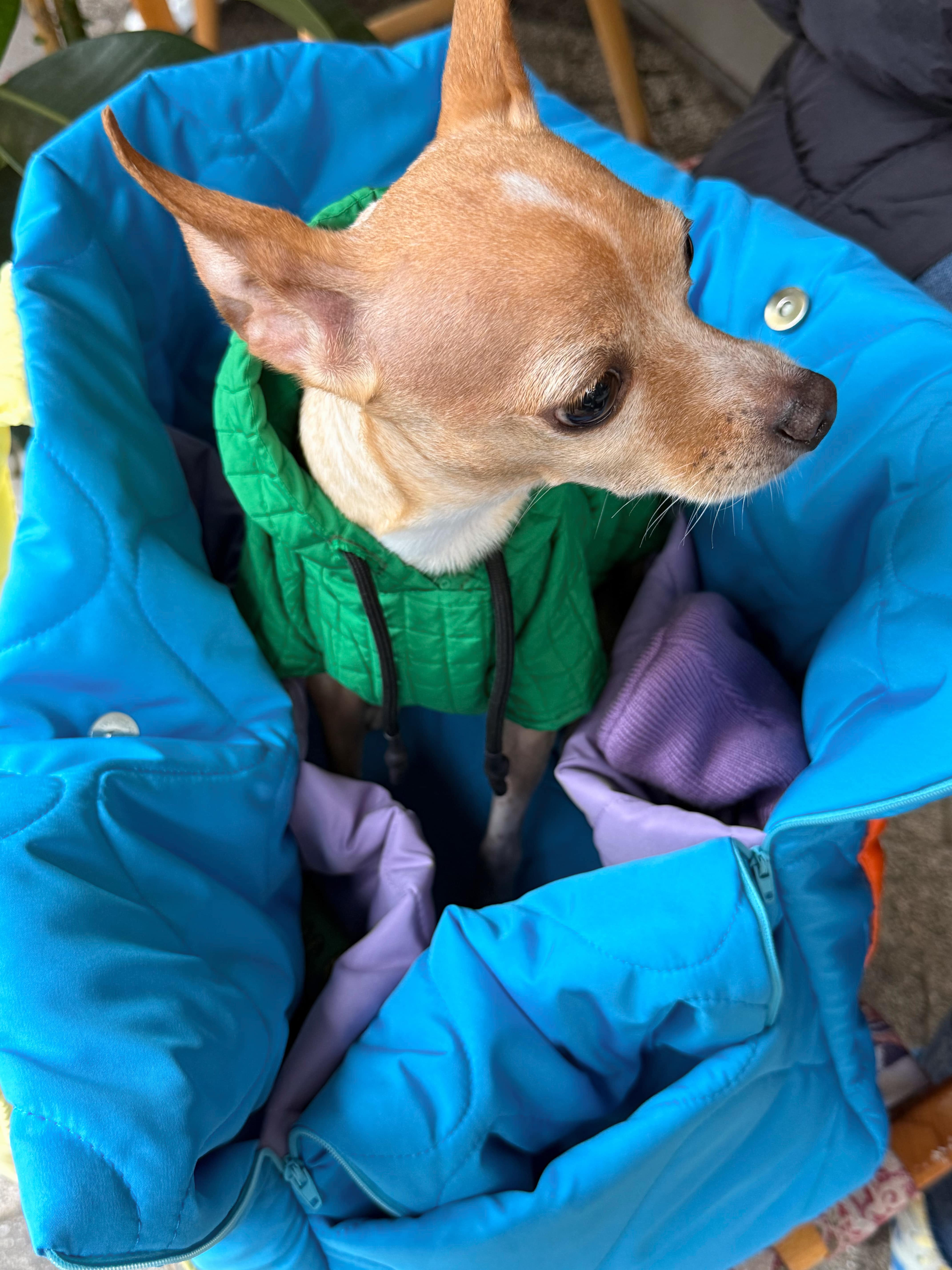 Juno Blue Fusion Kedi ve Köpek Taşıma Çantası