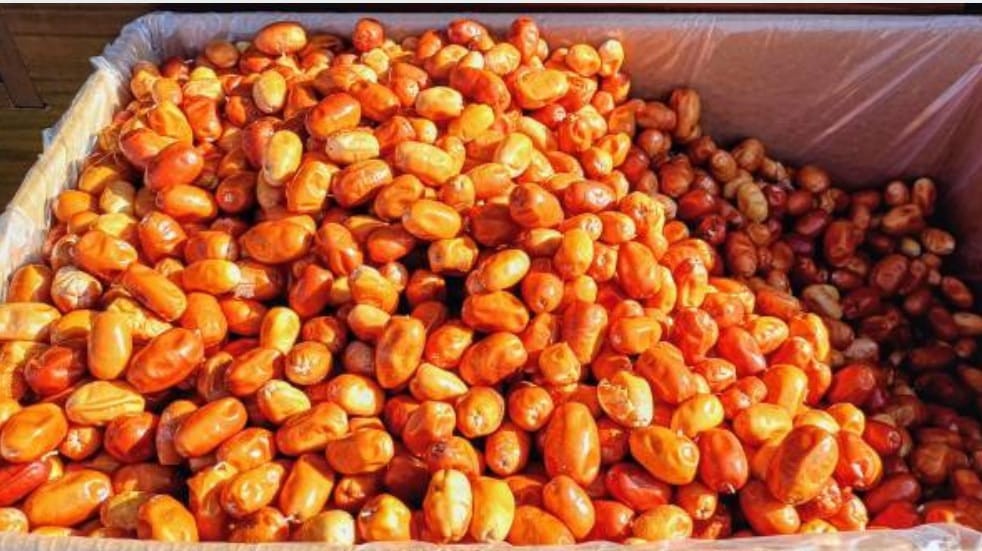 ezgikaya kuruyemiş DOĞAL TAZE İĞDE 350GR
