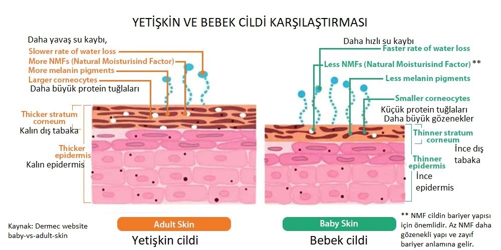 Yetişkin ve bebek cilt yapısının karşılaştırması. Hem yapı hem de kalınlık açısından bebek cildi çok daha geçirgendir.