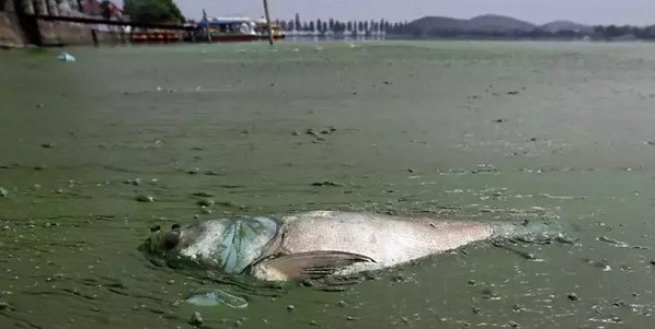 Çok üzücü değil mi? kontrolsüz işletmeler çevreyi aşırı şekilde kirletebilir. Bu durum Uzakdoğu'da (Çin, Hindistan, Bangladeş gibi ülkelerde) oldukça büyük bir sorundur.