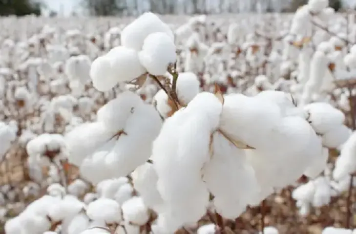 Doğadan bir pamuk kozası. Ne kadar masum ve güzel...&nbsp;