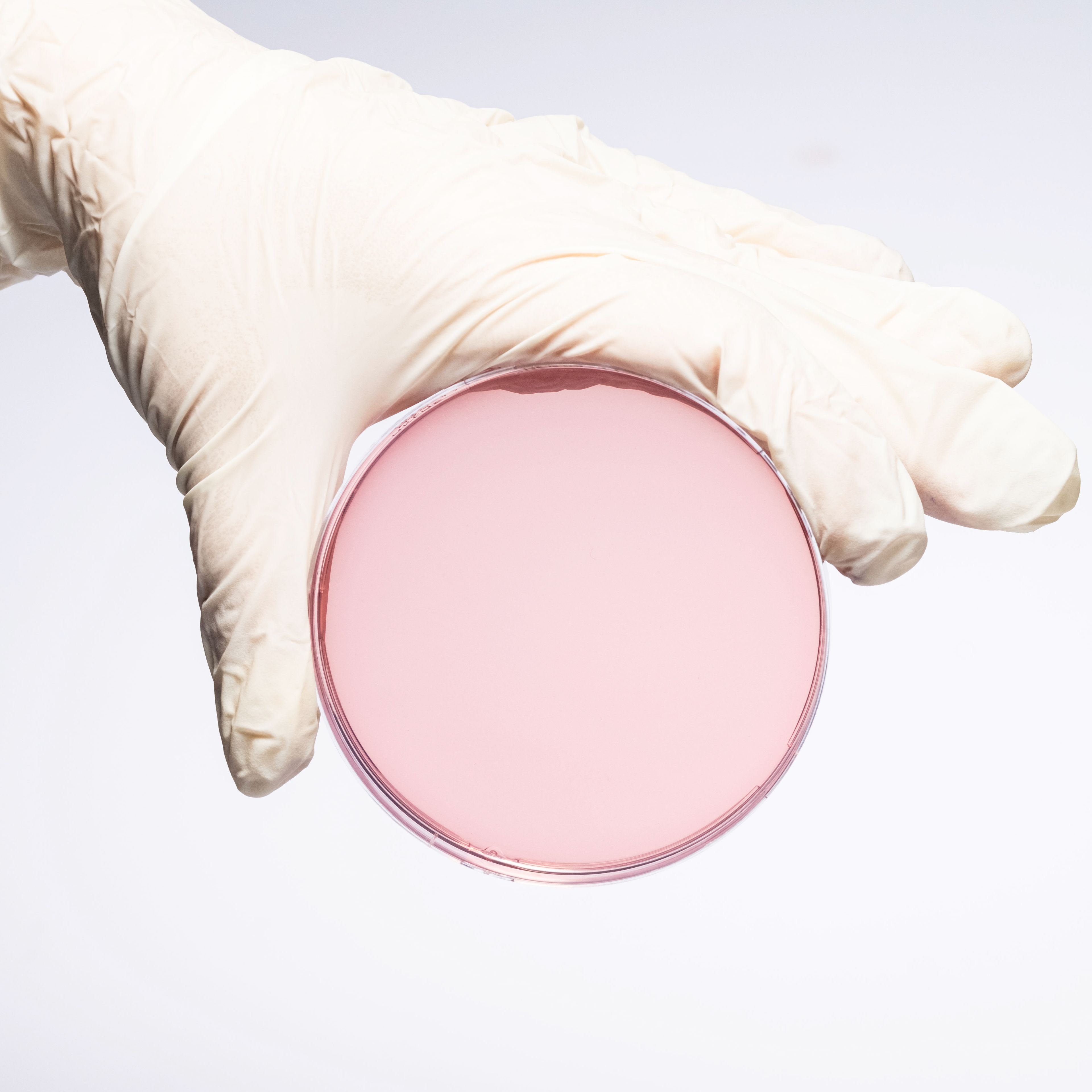 PREPARED MACCONKEY AGAR