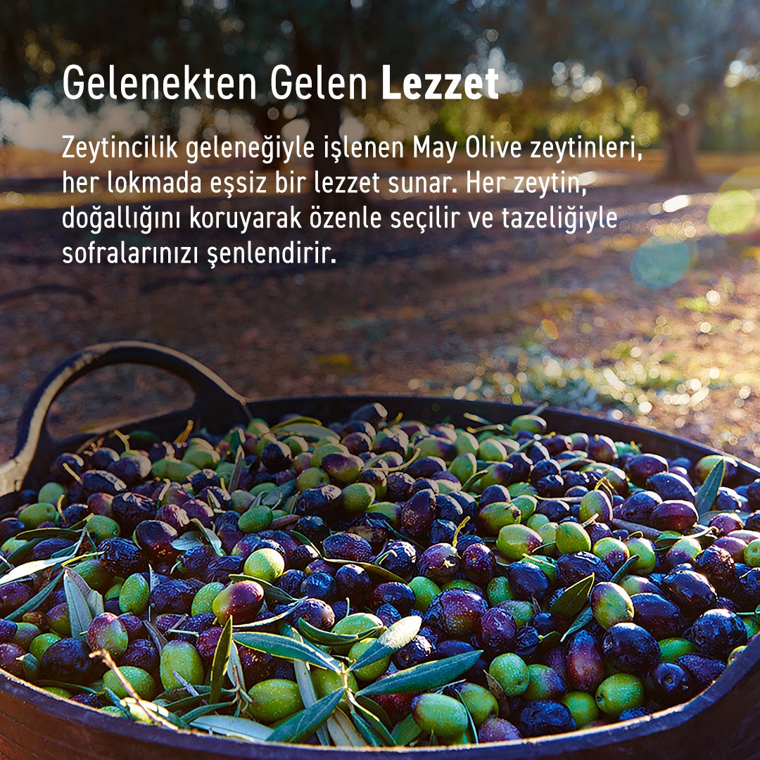 Erken Hasat Doğal Sızma Zeytinyağı 5LT | MAY Olive Oil