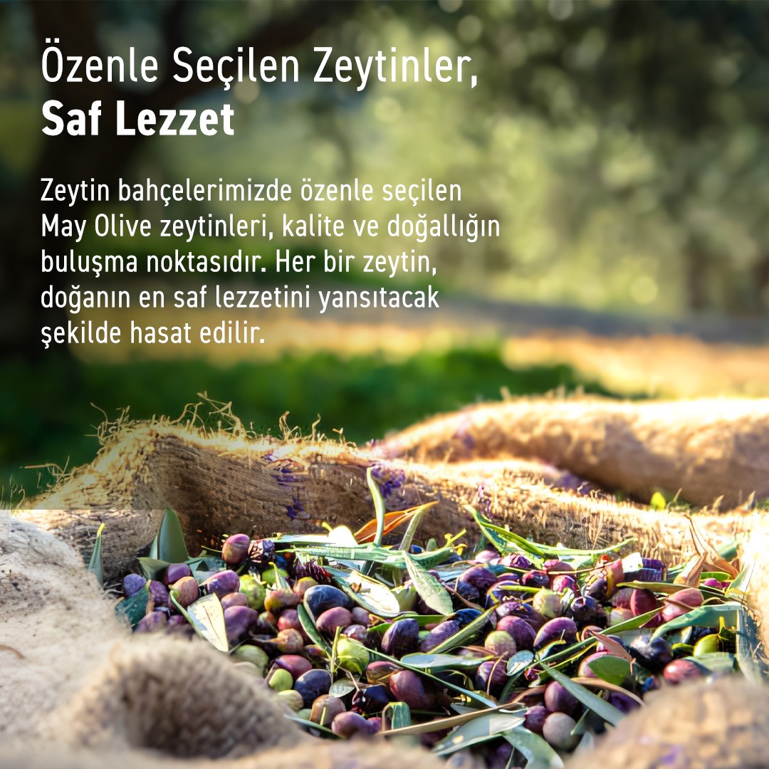 Erken Hasat Doğal Sızma Zeytinyağı 5LT | MAY Olive Oil