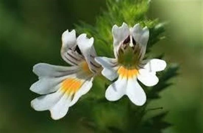 Göz Otu-Kırlangıç Otu (Kafa Otu) Gözlük Otu-Depresyon-Stres-100 Gr ...