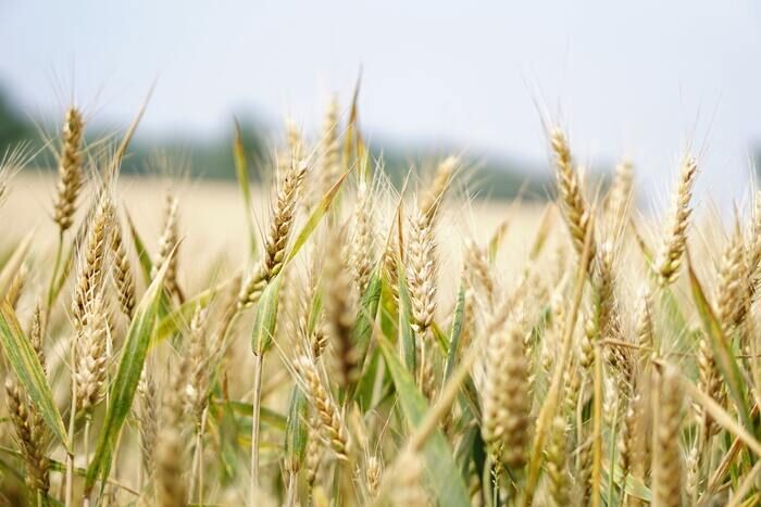 tarım sendikaları bize ne kazandırır (Buğday başakları)
