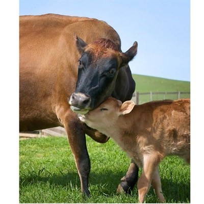 Retox İnci Süt Verimli Hayvanlar için Yem Katkısı-20 Kg