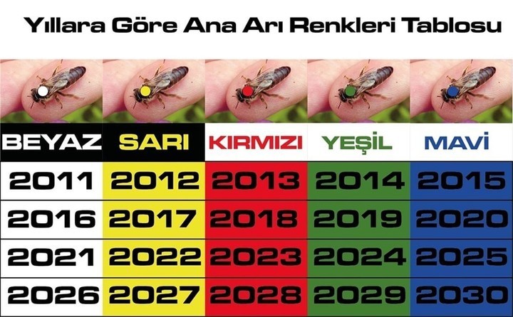 Ana Arı İşaretleme Boyama Kalemi ve Tüpü Set