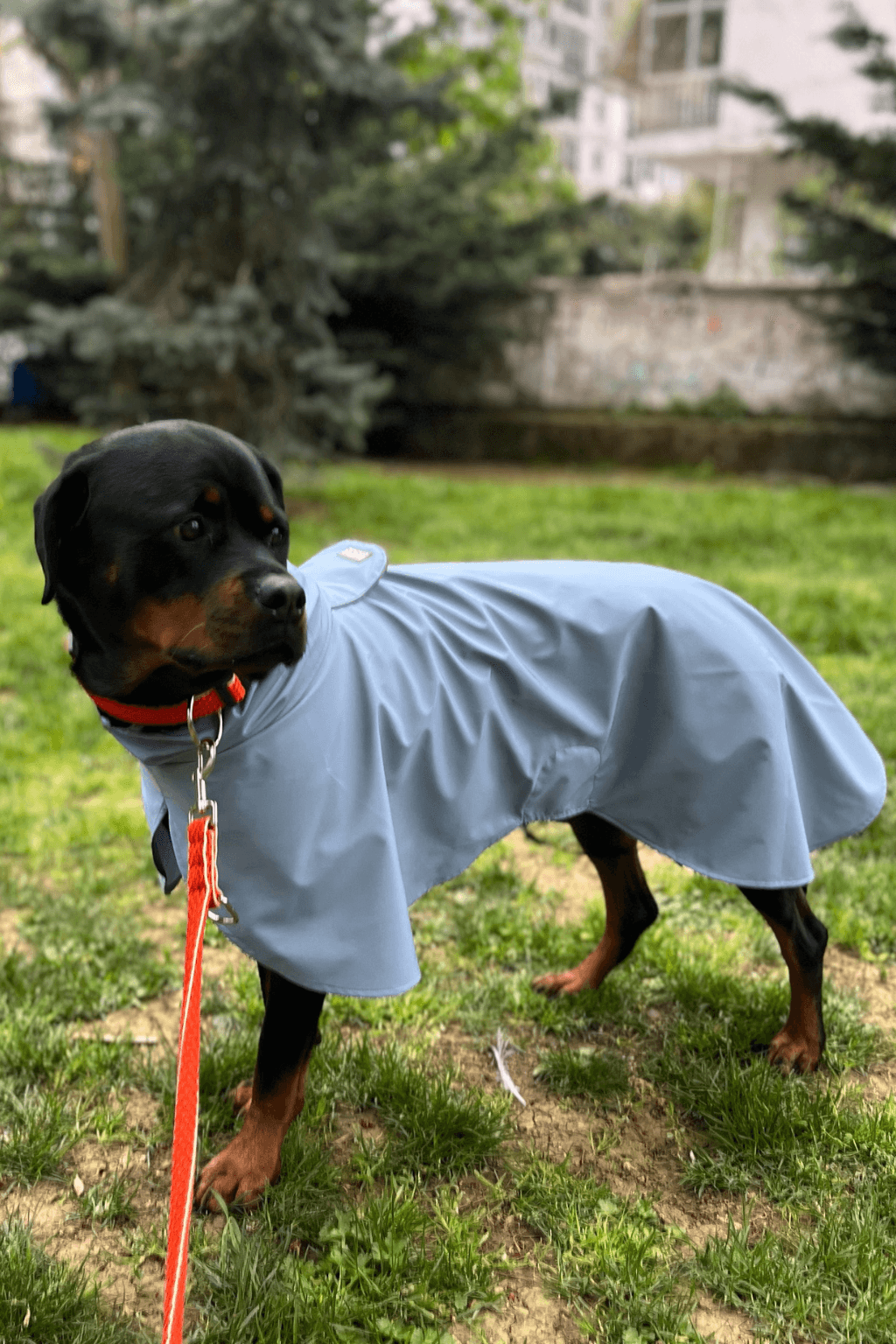 Premium Konforlu Model Köpek Yağmurluğu - Mavi
