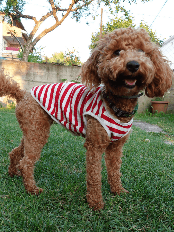 Kedi Köpek Atlet, Küçük-Orta Irk, Kedi Köpek Kıyafet