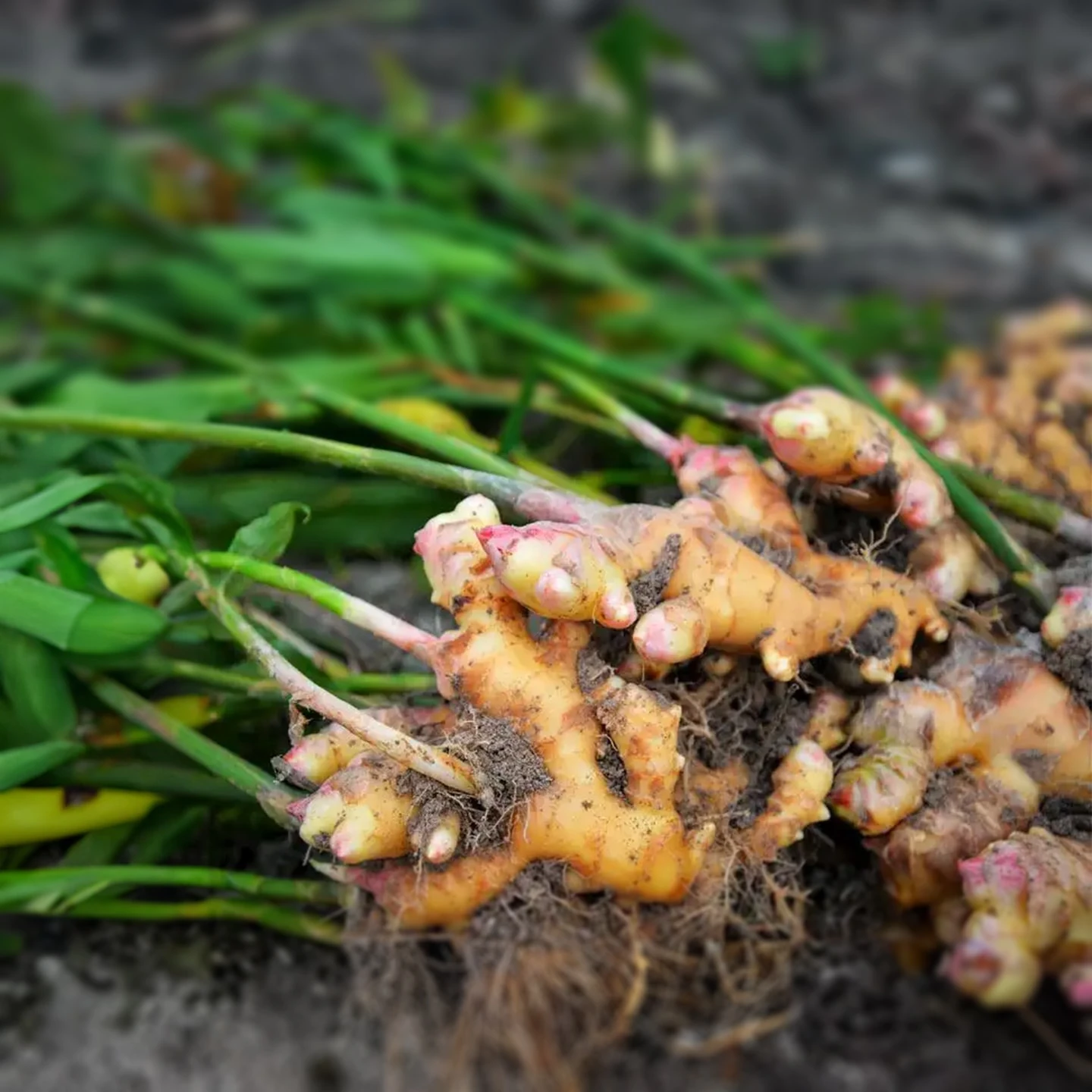 Zencefil Uçucu Yağı | Organik