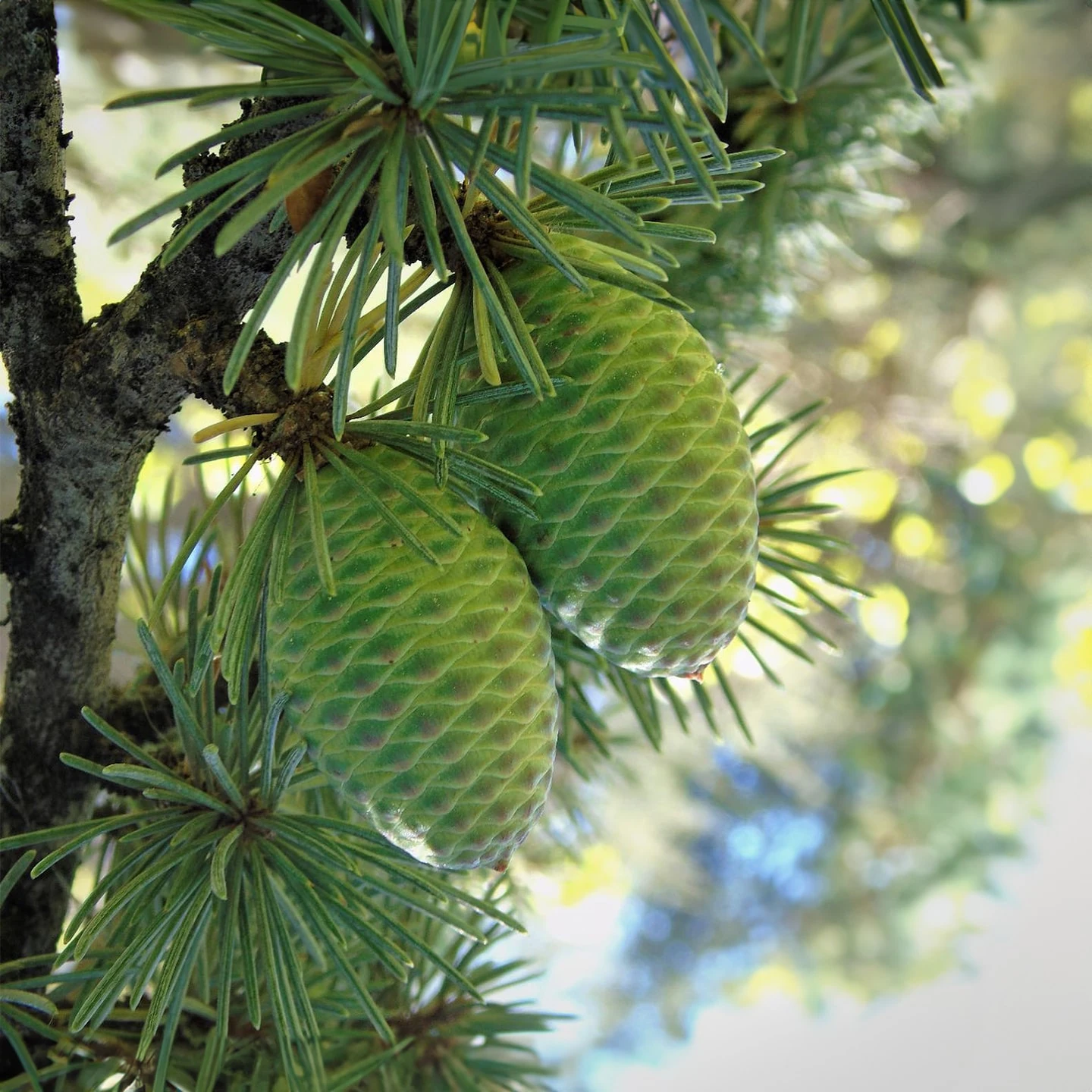 Sedir Uçucu Yağı | Organik