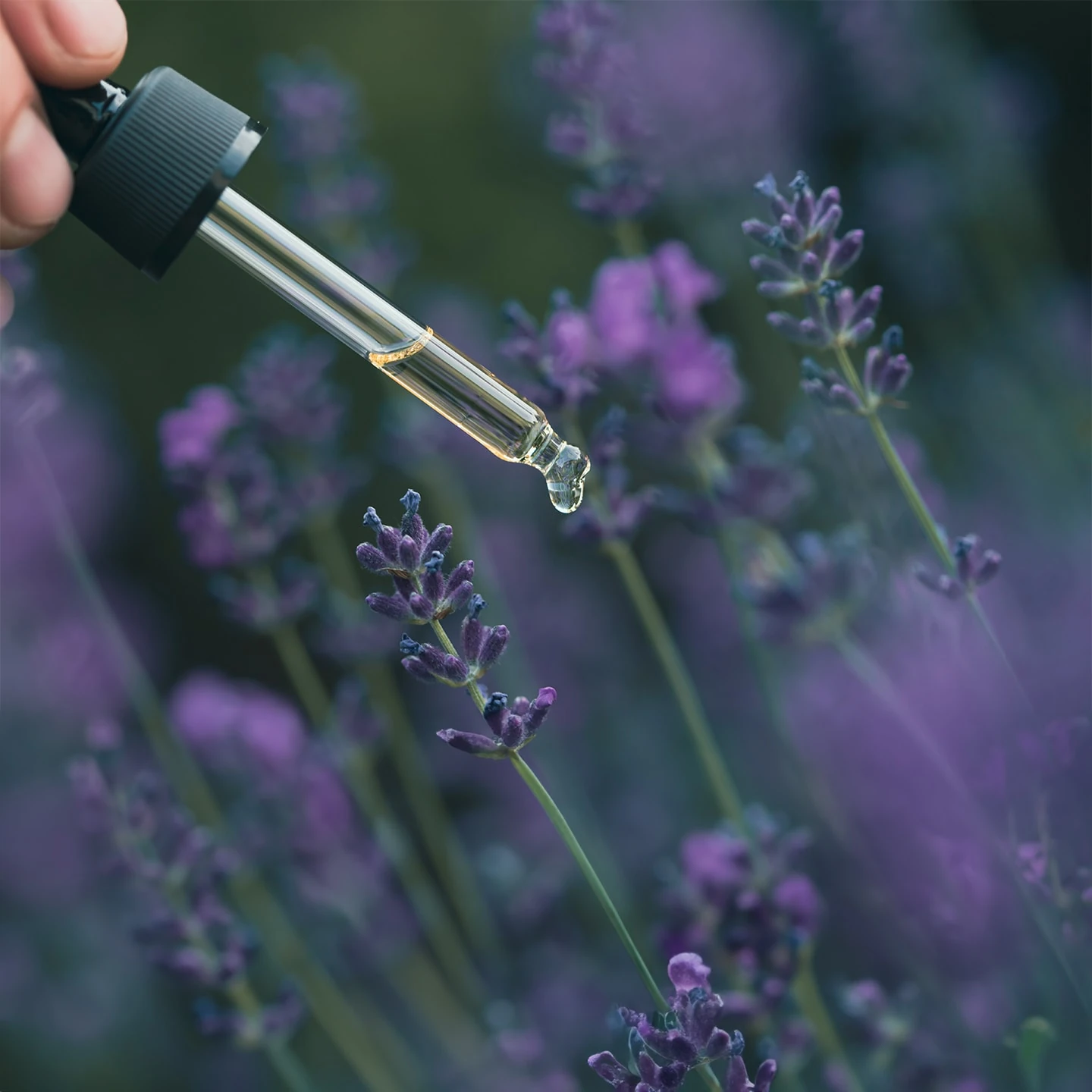 Melez Lavanta Uçucu Yağı | Organik