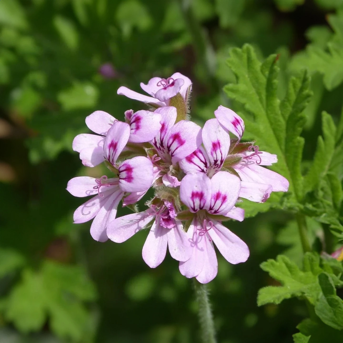 Itır Uçucu Yağı | Organik