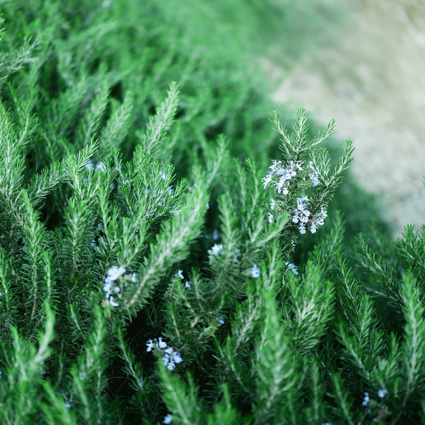 Biberiye Uçucu Yağı | Organik