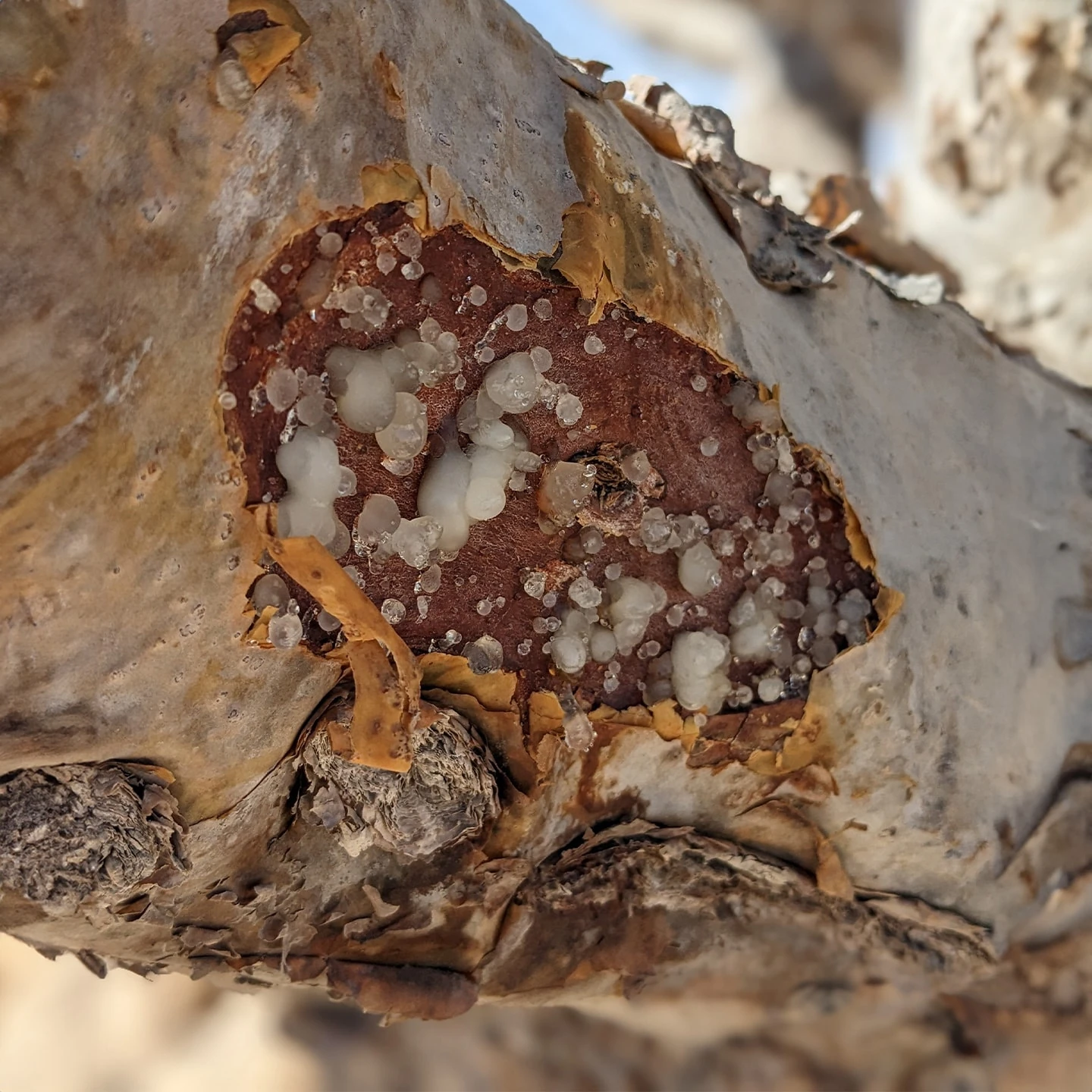 Günlük Uçucu Yağı | Organik