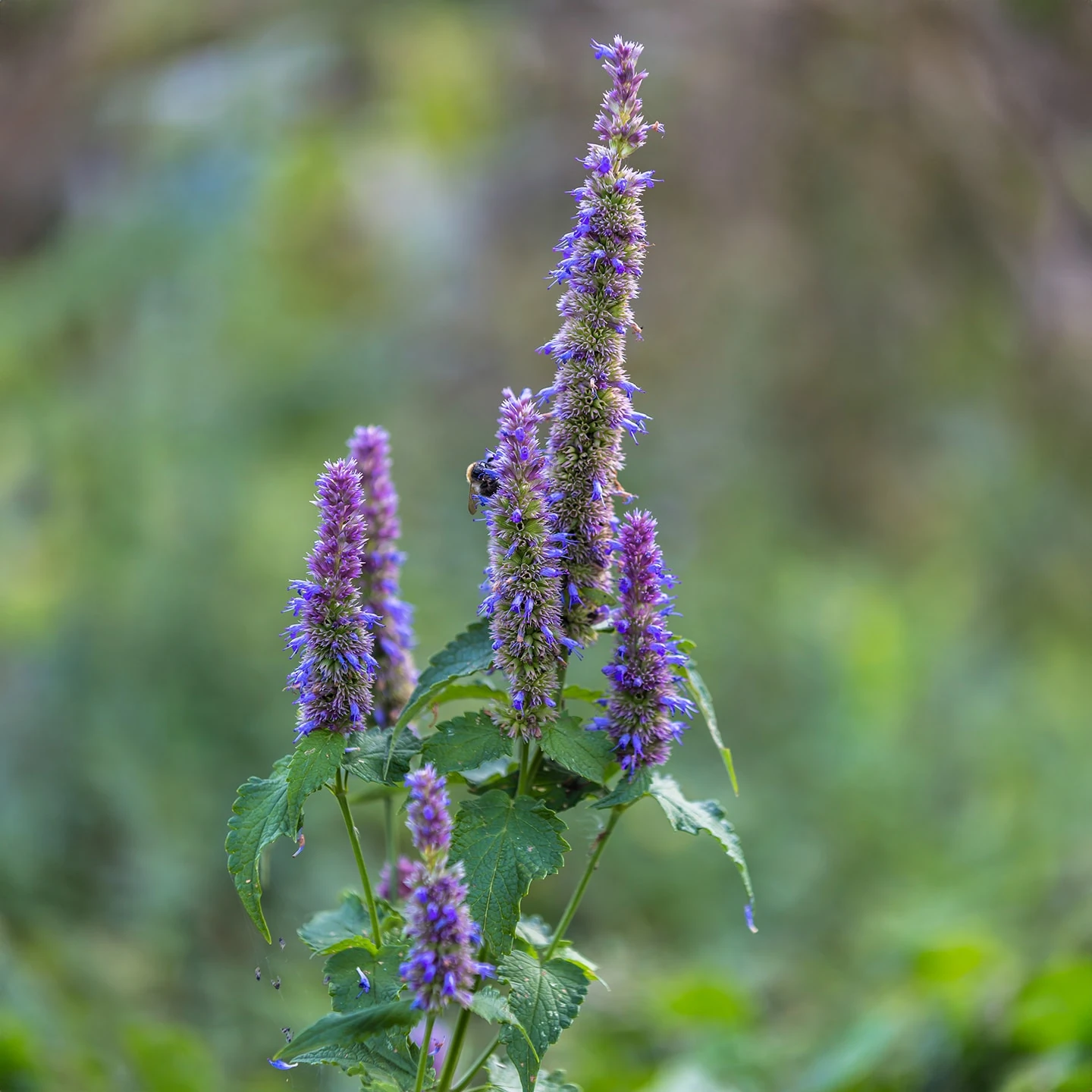 Paçuli (Tefarik) Patchouli Uçucu Yağı | Organik