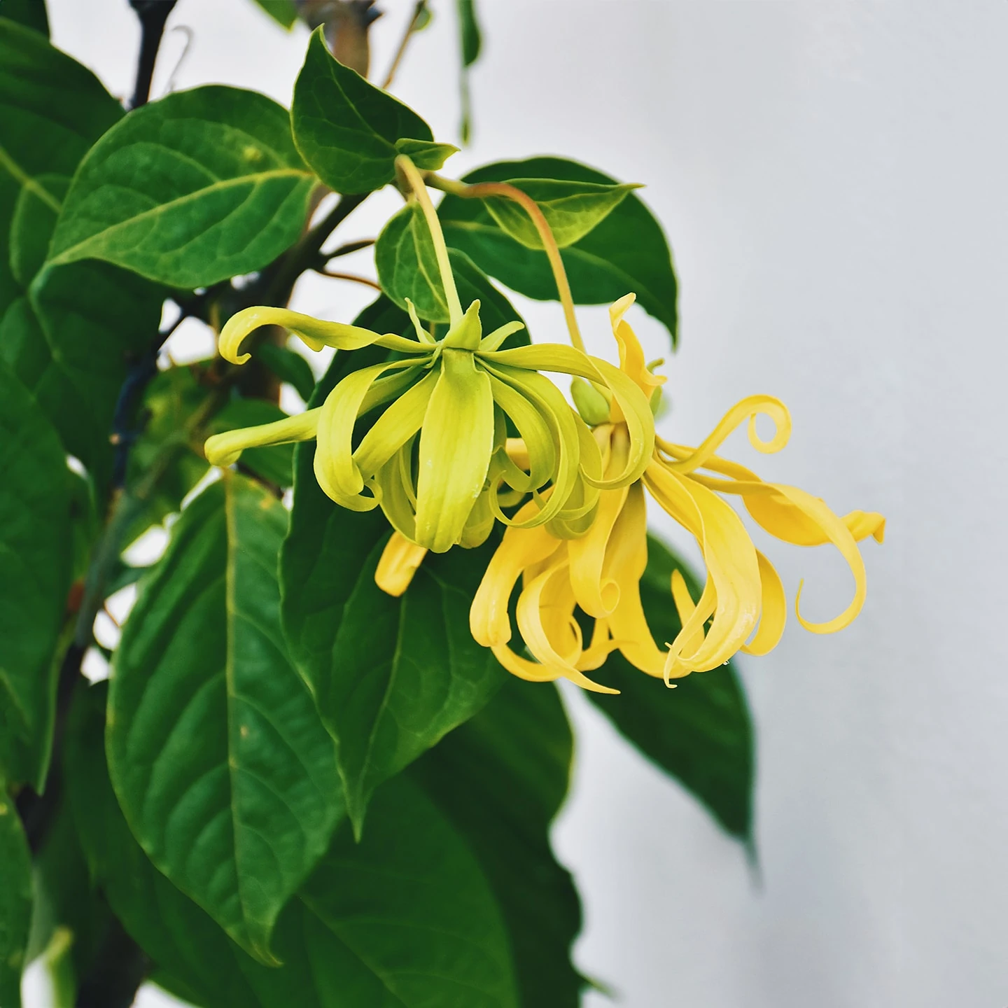 Ylang Ylang Uçucu Yağı | Organik