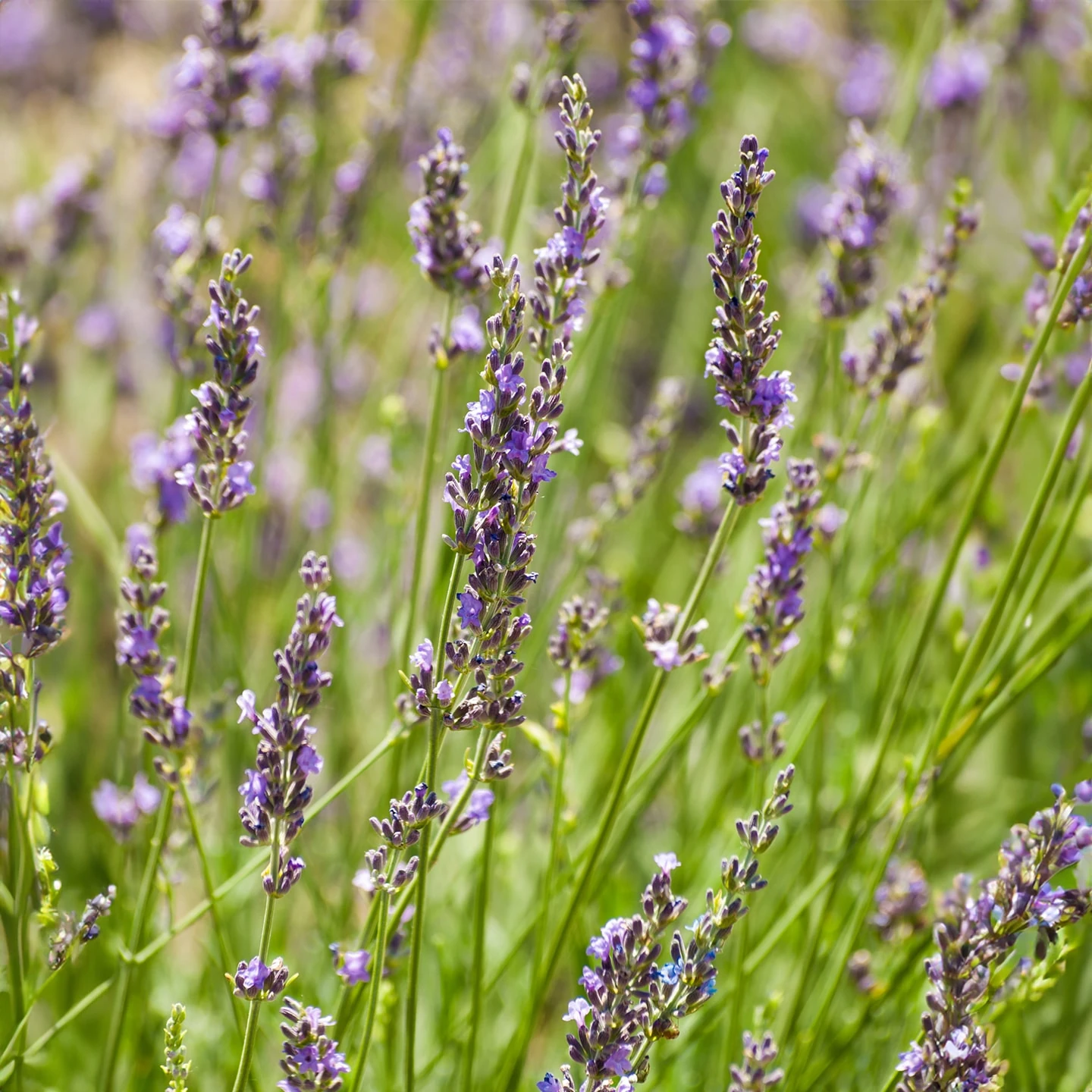 Zarif Lavanta Uçucu Yağı | Organik