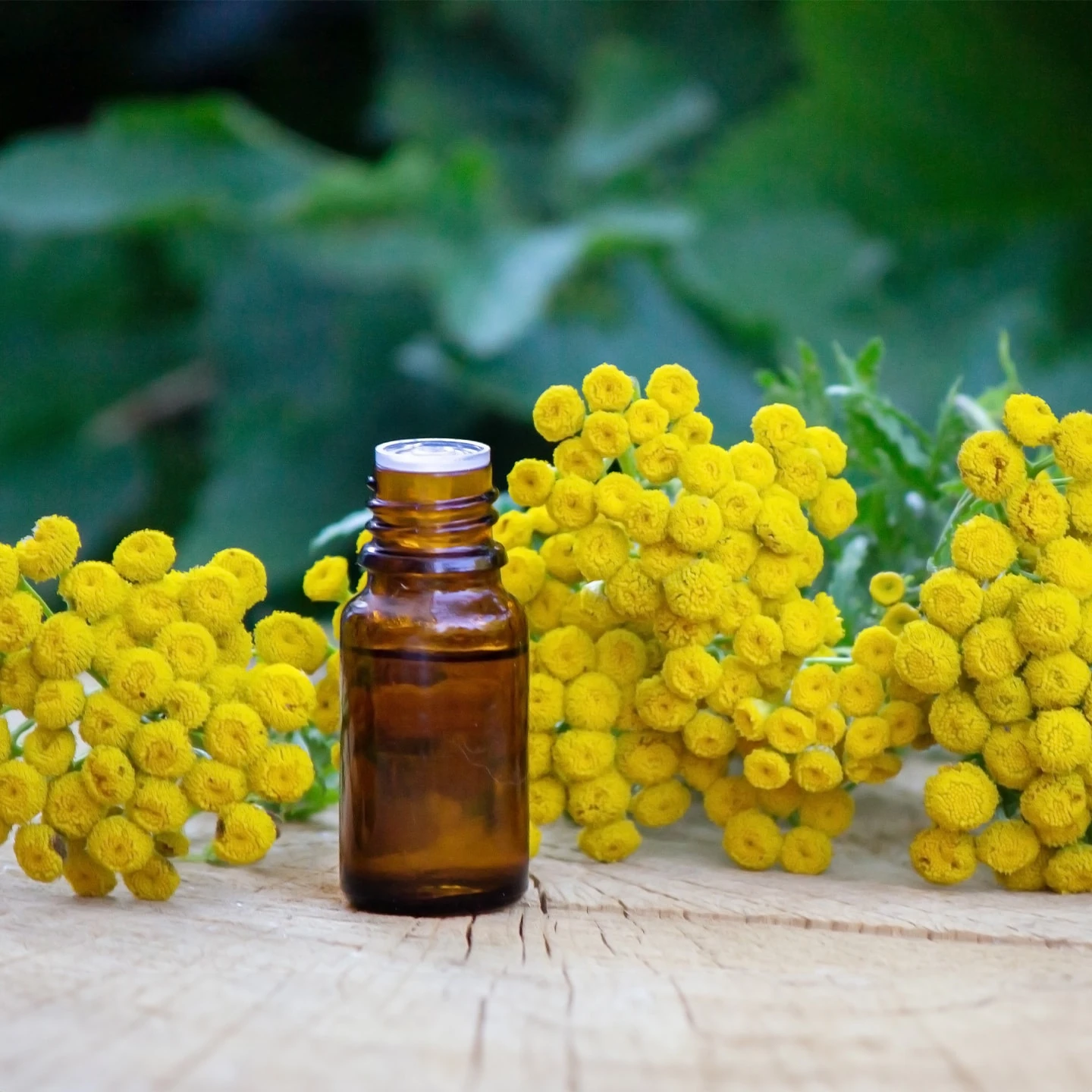 Ölmez Çiçek Uçucu Yağı | Organik