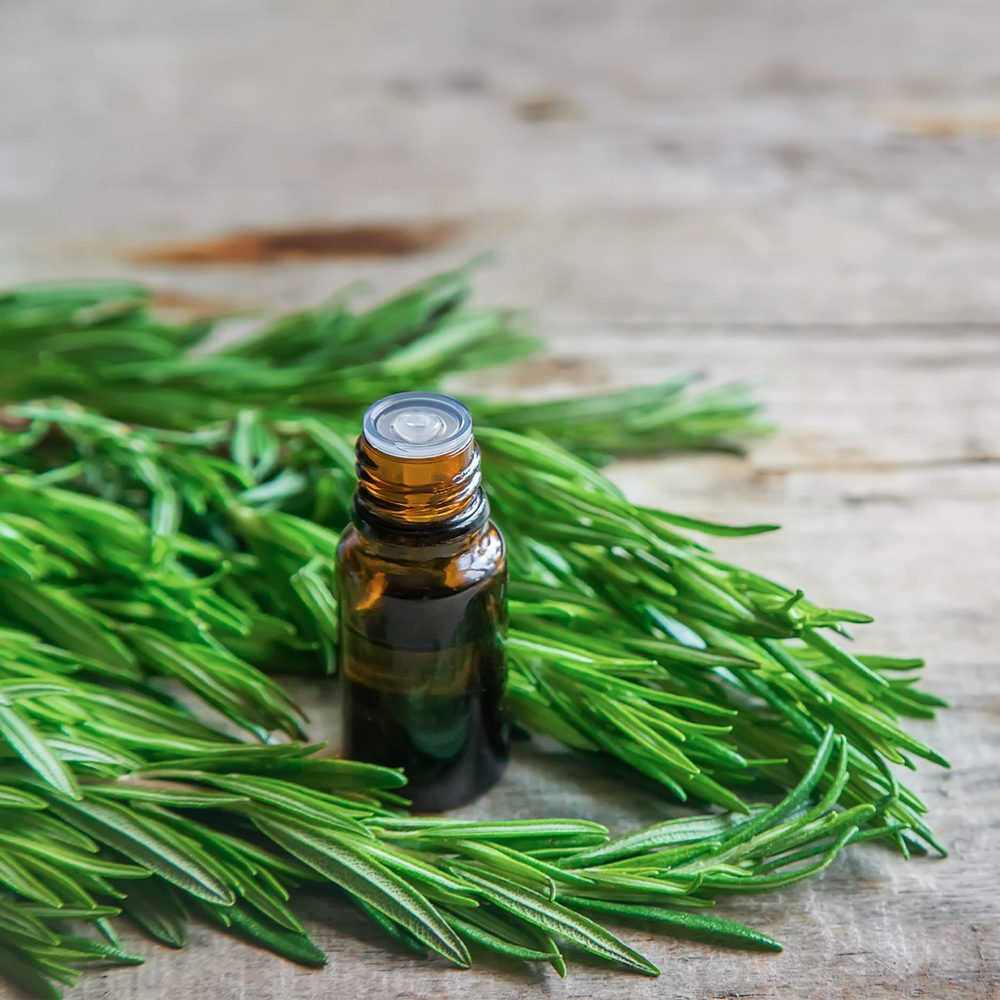 Biberiye Uçucu Yağı | Organik