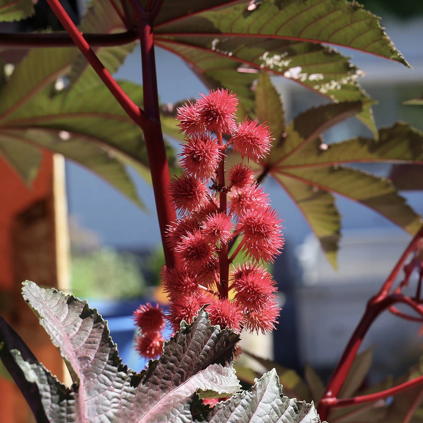 Hint Yağı | Organik | Taşıyıcı Yağ